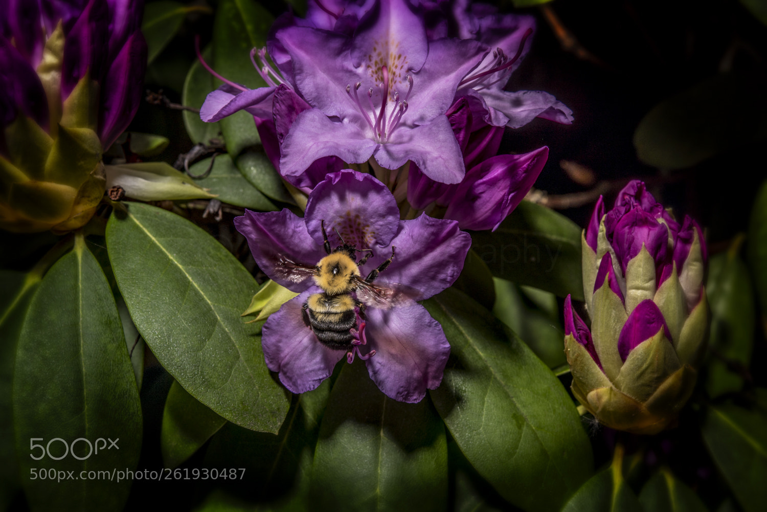 Nikon D750 sample photo. Pollination in progress photography
