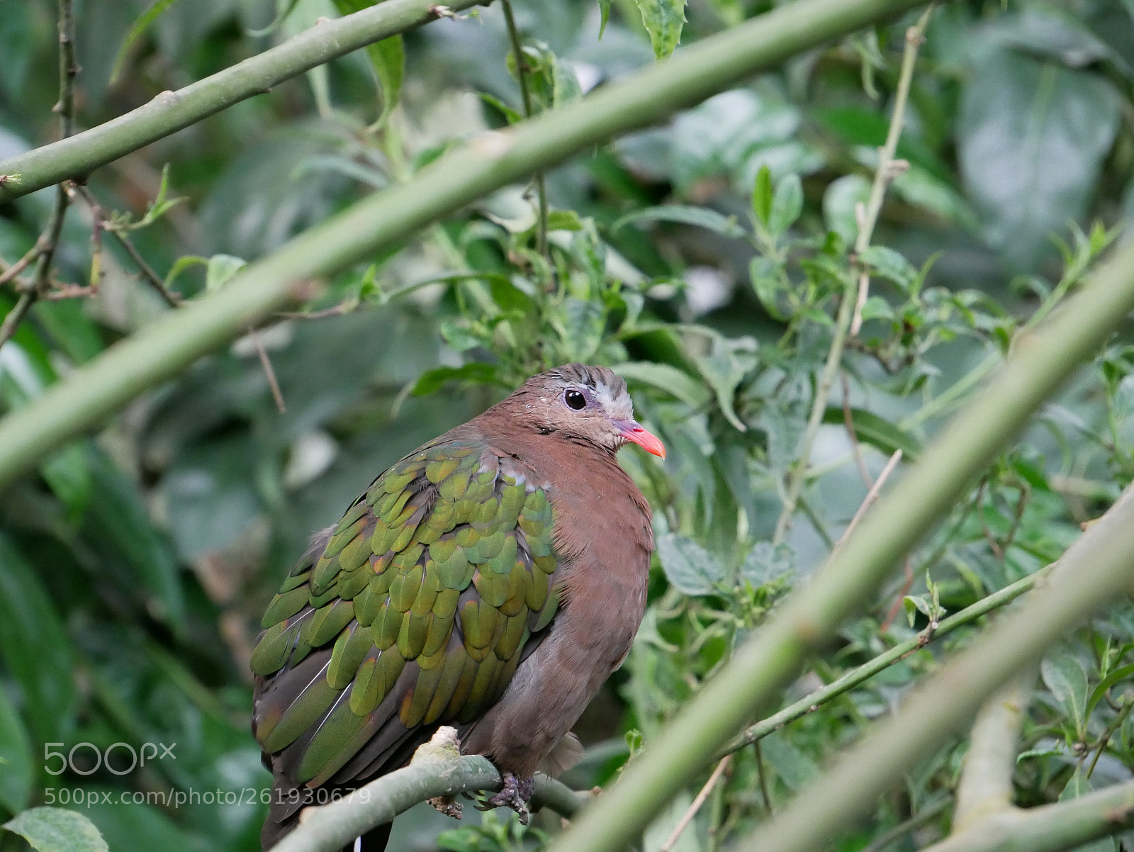 Panasonic Lumix DMC-G85 (Lumix DMC-G80) sample photo. Pigeon photography