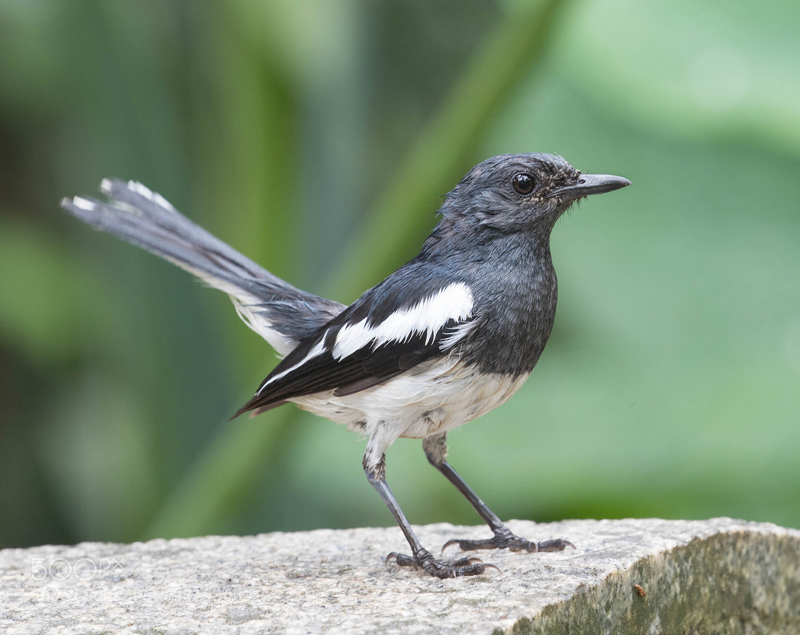 Canon EOS-1D X Mark II sample photo. Magpie photography