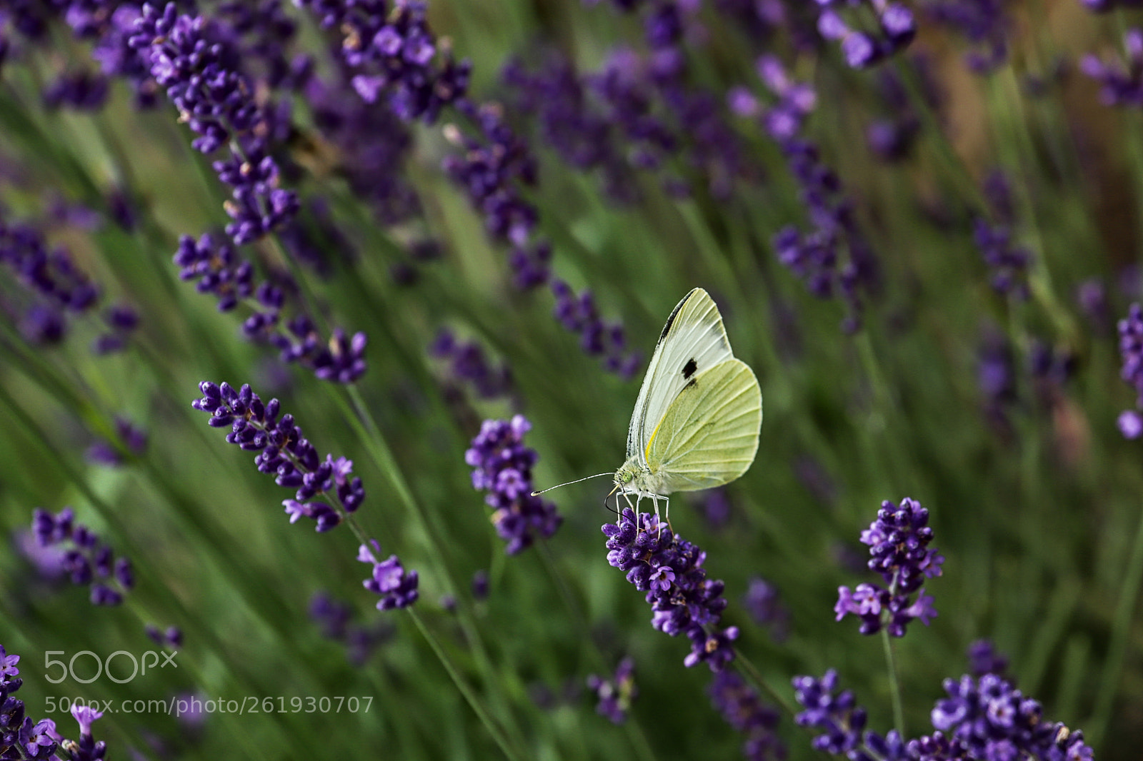 Canon EF 100-400mm F4.5-5.6L IS USM sample photo. Butterfly photography