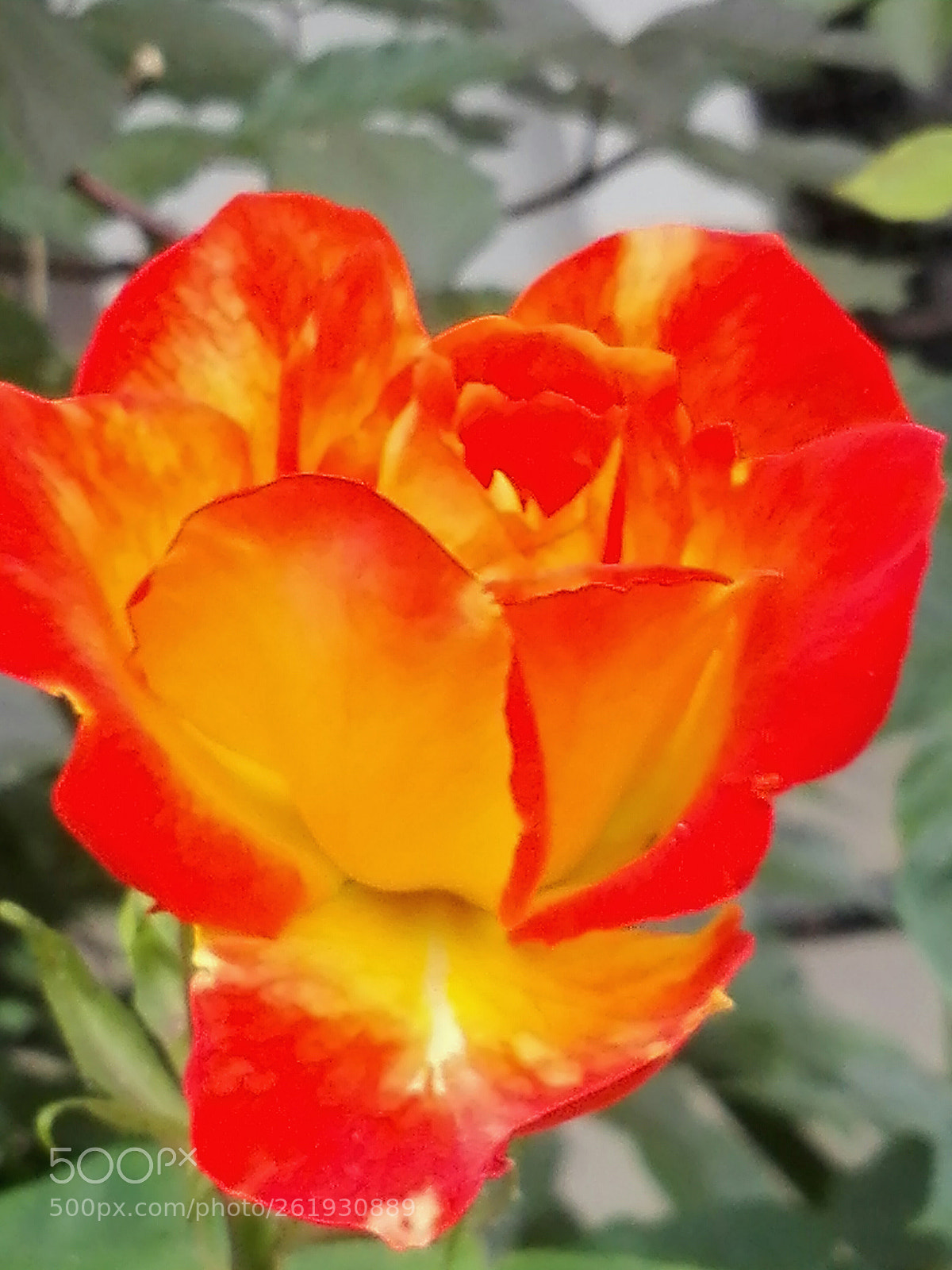 HUAWEI P8 Lite sample photo. Yellow beauty photography