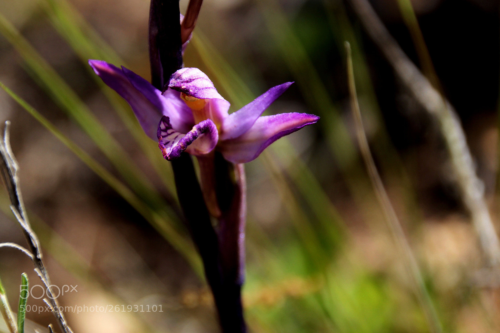 Canon EOS 600D (Rebel EOS T3i / EOS Kiss X5) sample photo. Orqu dea silvestre de photography