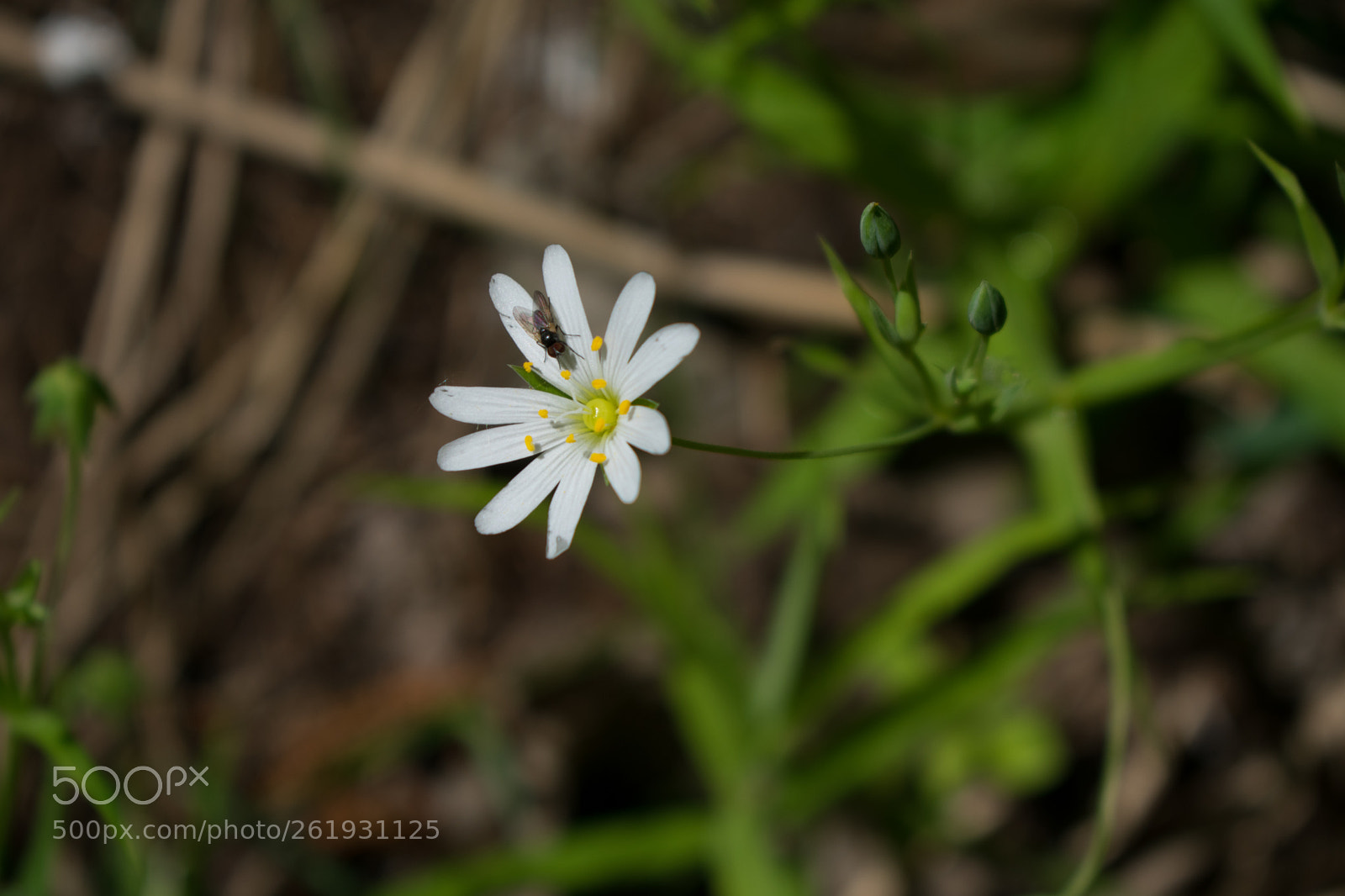 Nikon D3400 sample photo. White flower photography
