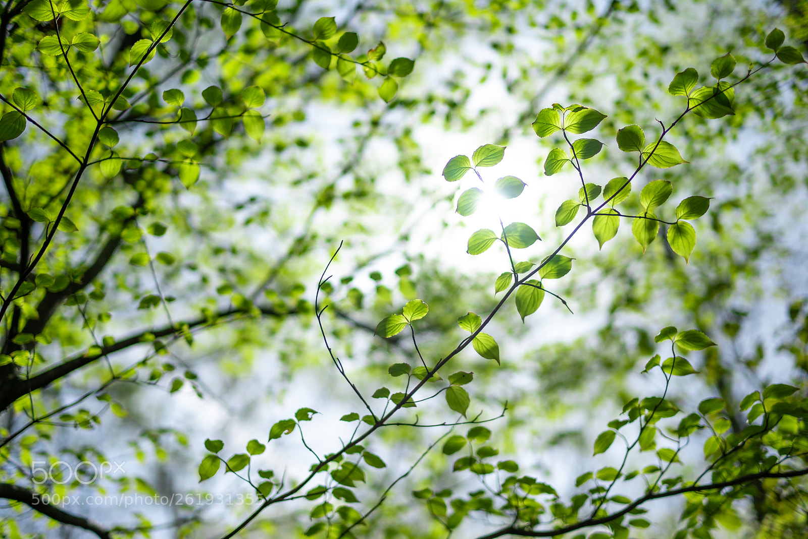 Sony a7S sample photo. Season of fresh greenery photography