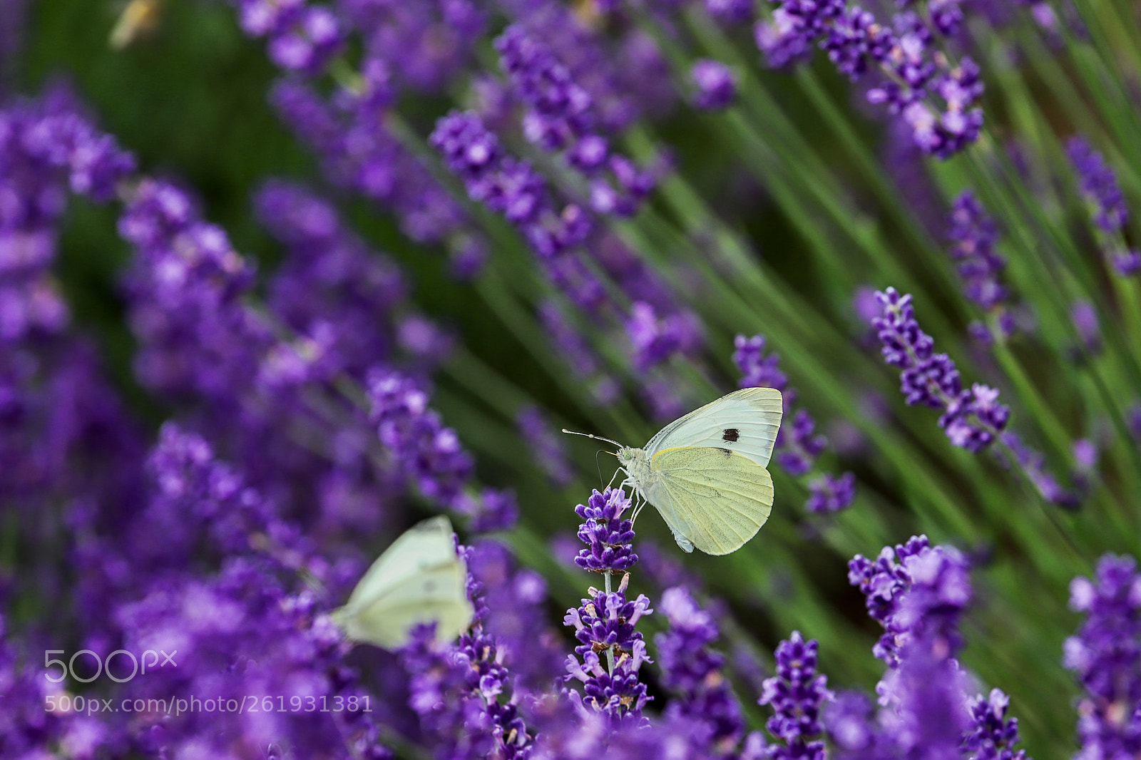 Canon EF 100-400mm F4.5-5.6L IS USM sample photo. Butterfly 2 photography