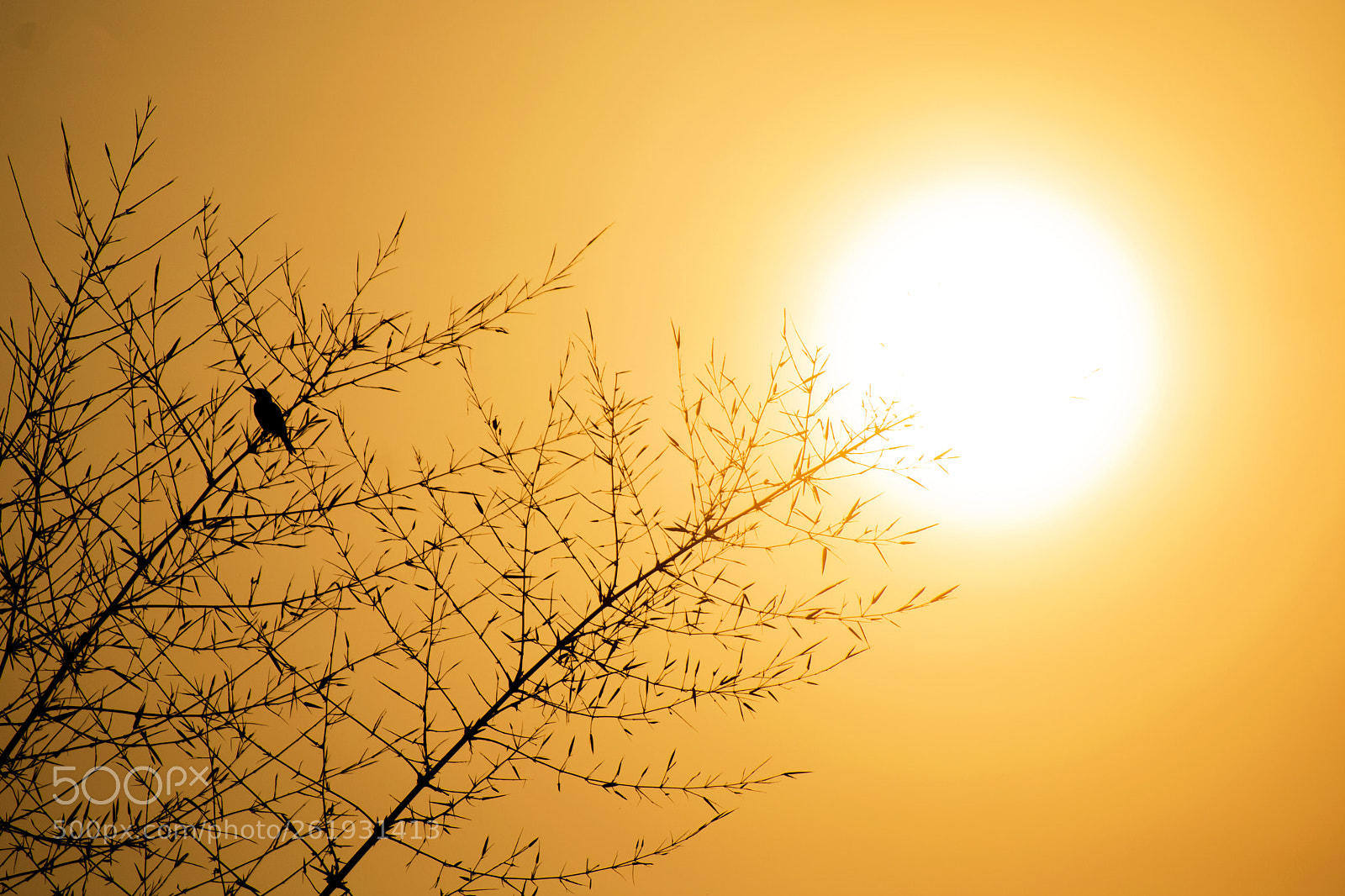 Nikon D3400 sample photo. Morning framed ! photography
