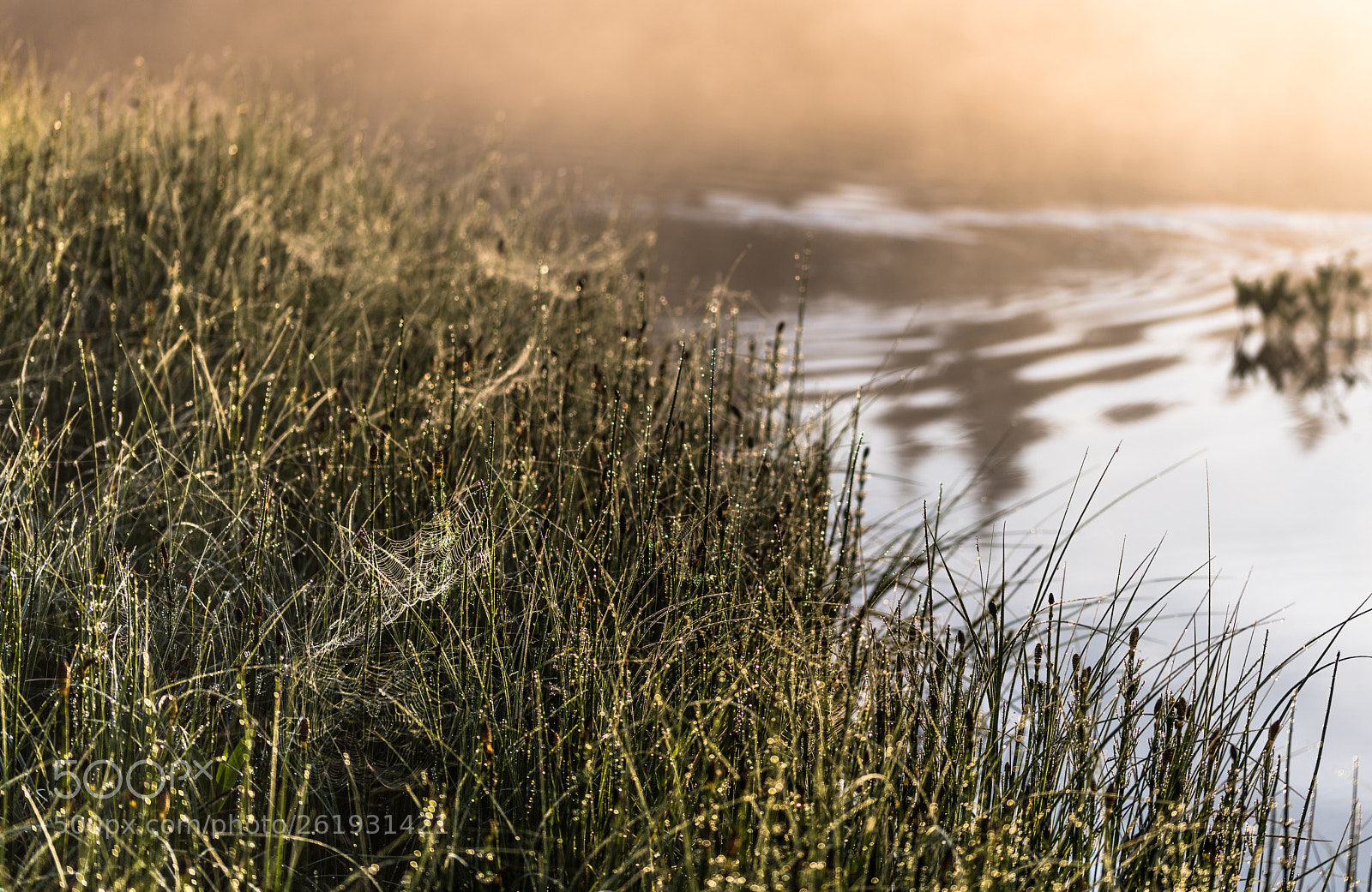 Nikon D810 sample photo. Summer morning at the photography