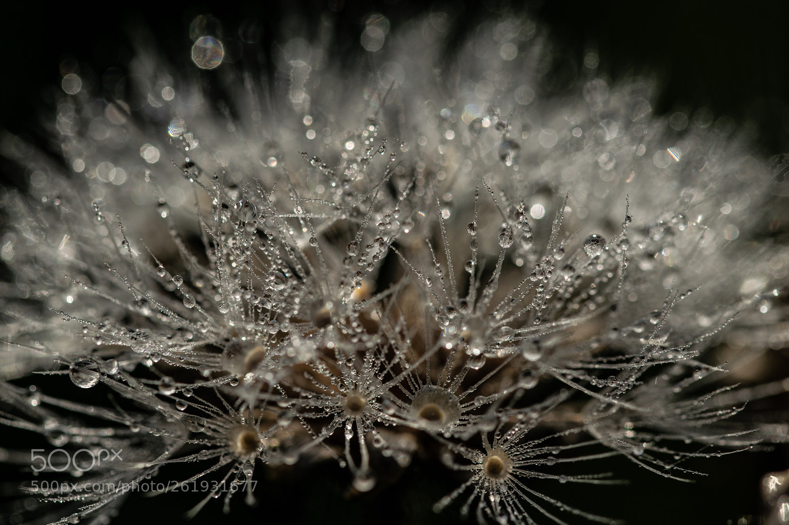 Nikon D3300 sample photo. Dew drops ? photography