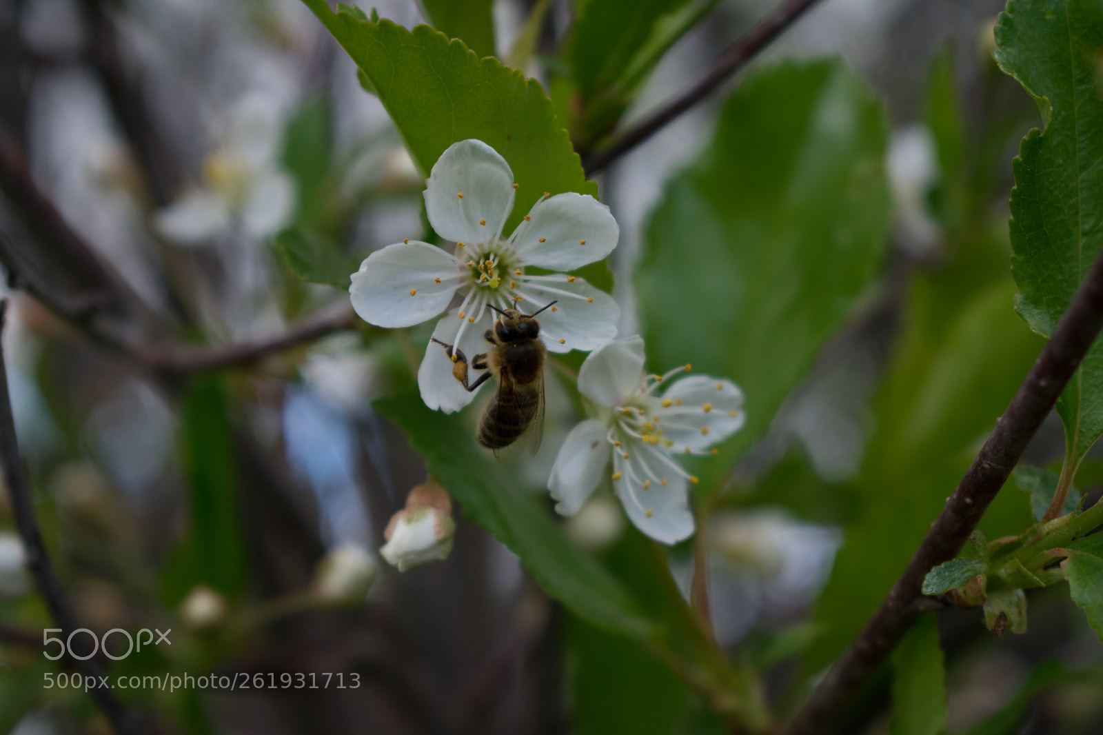 Nikon D3400 sample photo. A bee on a photography