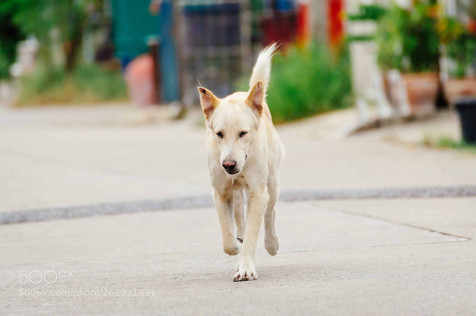 Nikon D5000 sample photo. White dog is walking photography