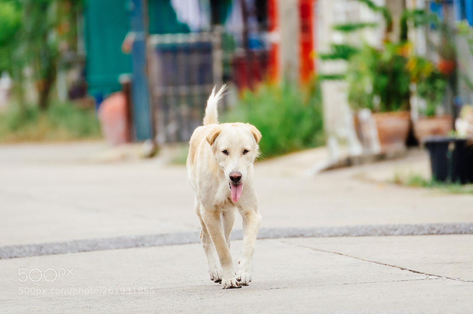 Nikon D5000 sample photo. White dog is walk photography