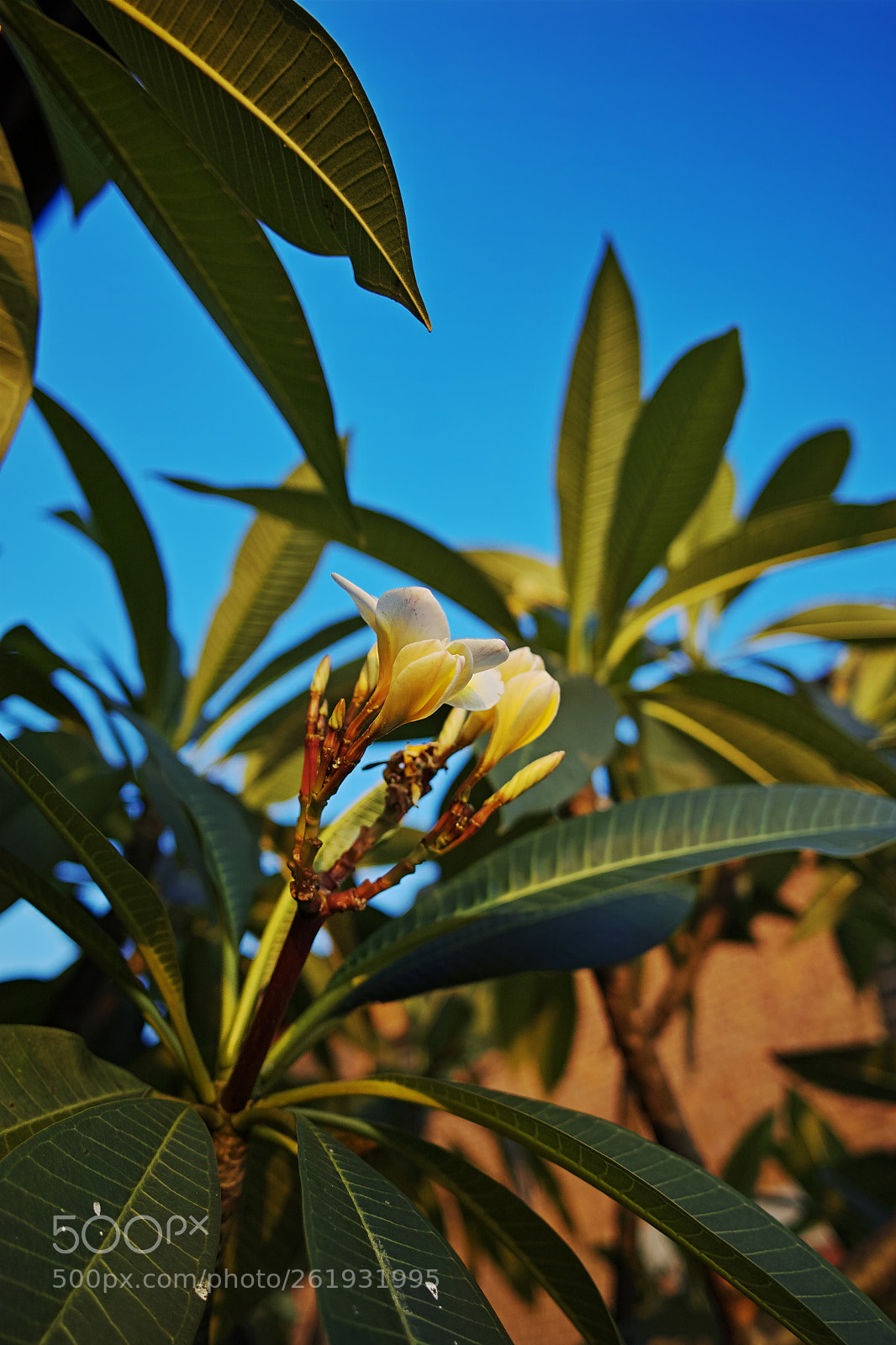 Sigma dp1 Quattro sample photo. Plumeria rubra photography