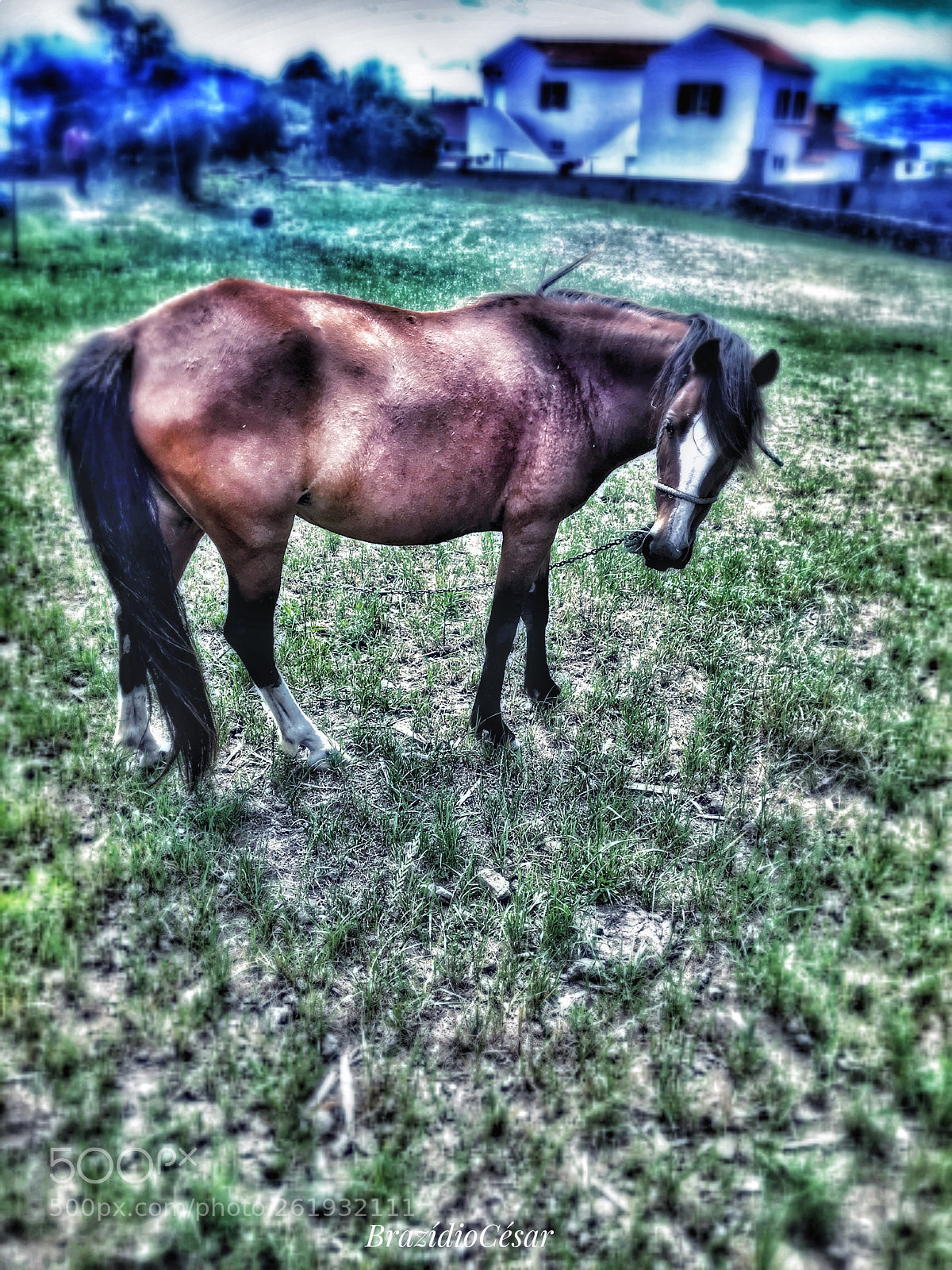 Apple iPhone 6s sample photo. Untitled photography