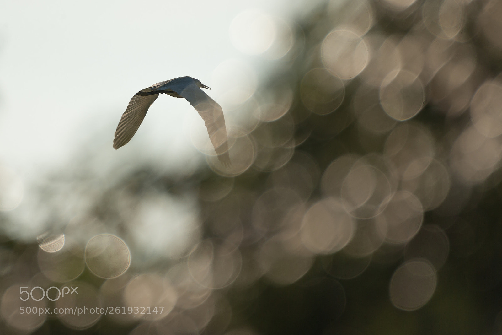 Canon EOS-1D X sample photo. • little egret • photography
