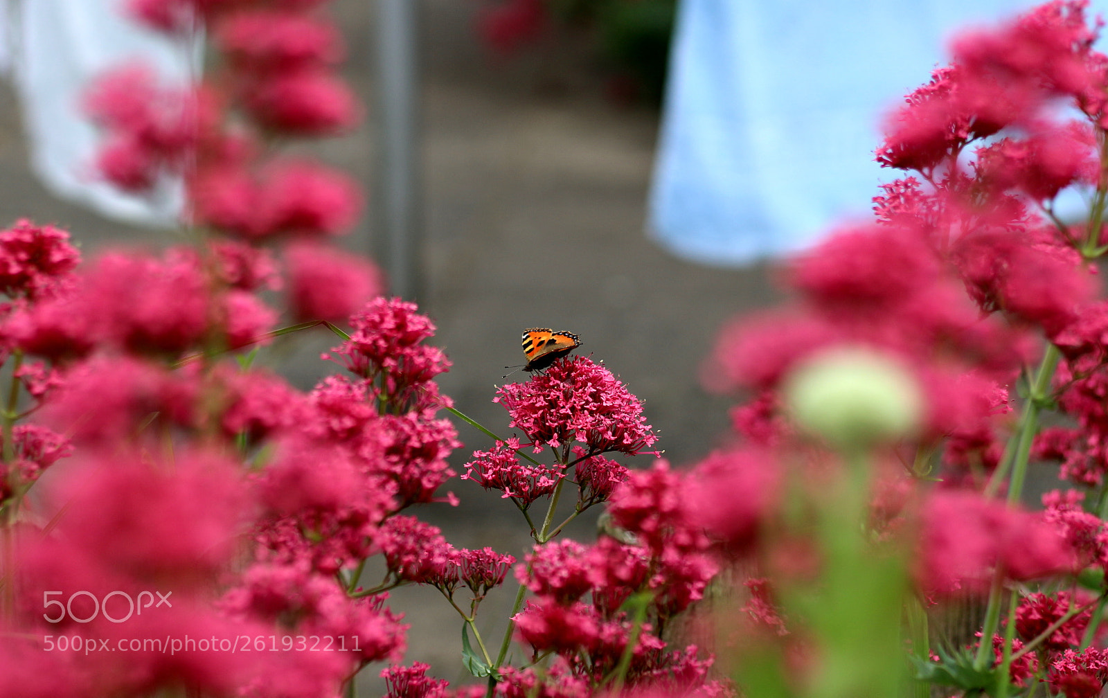 Canon EOS 100D (EOS Rebel SL1 / EOS Kiss X7) + Canon EF 50mm F1.8 STM sample photo. A little garden visitor photography