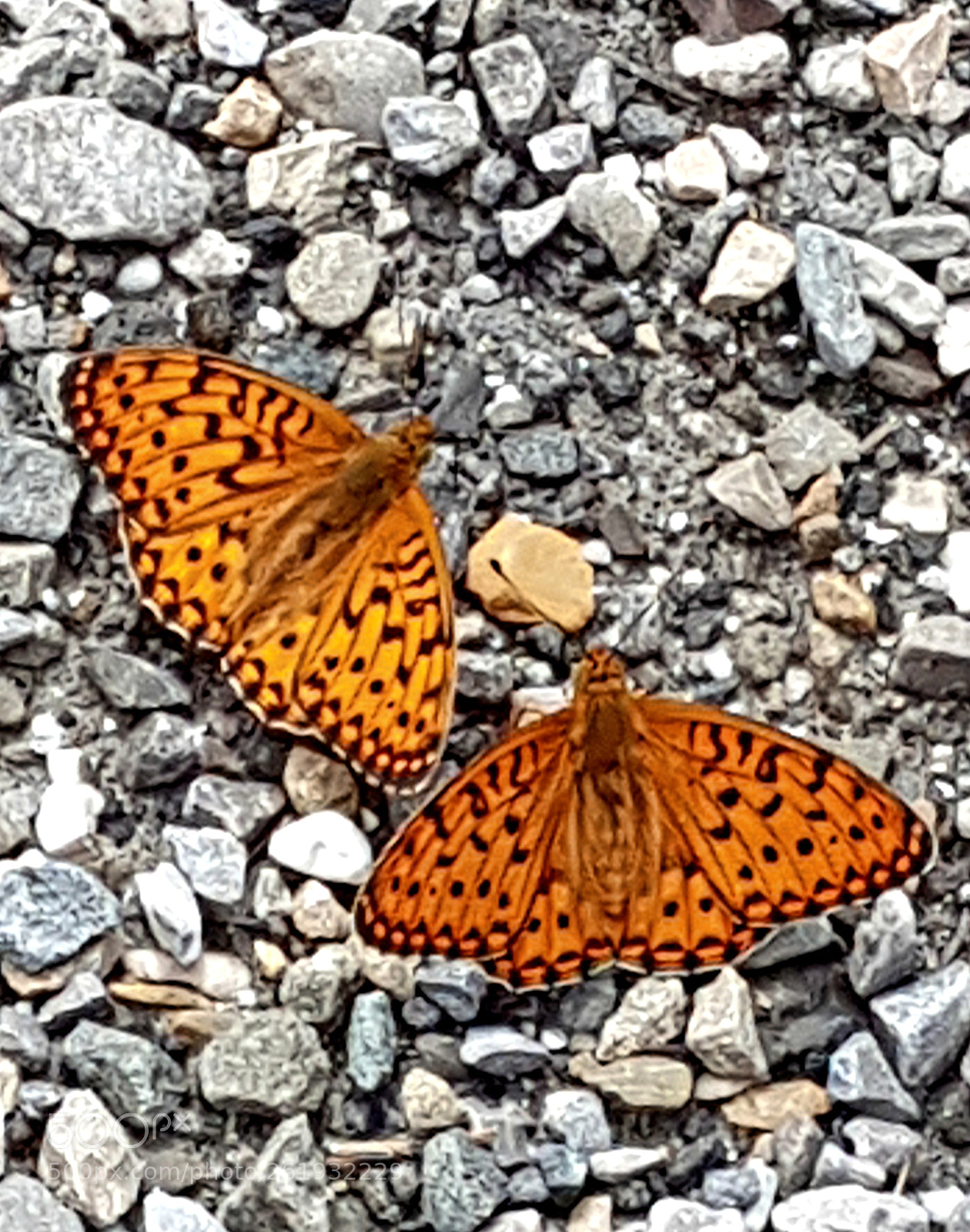 Samsung Galaxy S7 sample photo. Perlmutterfalter photography