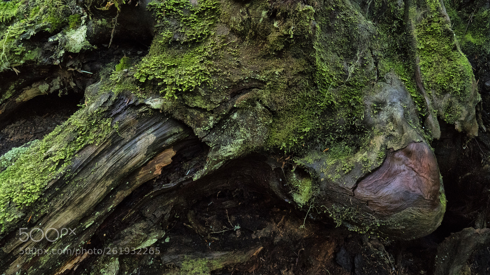 Sony a7R III sample photo. Barkscape in motion. carbon photography