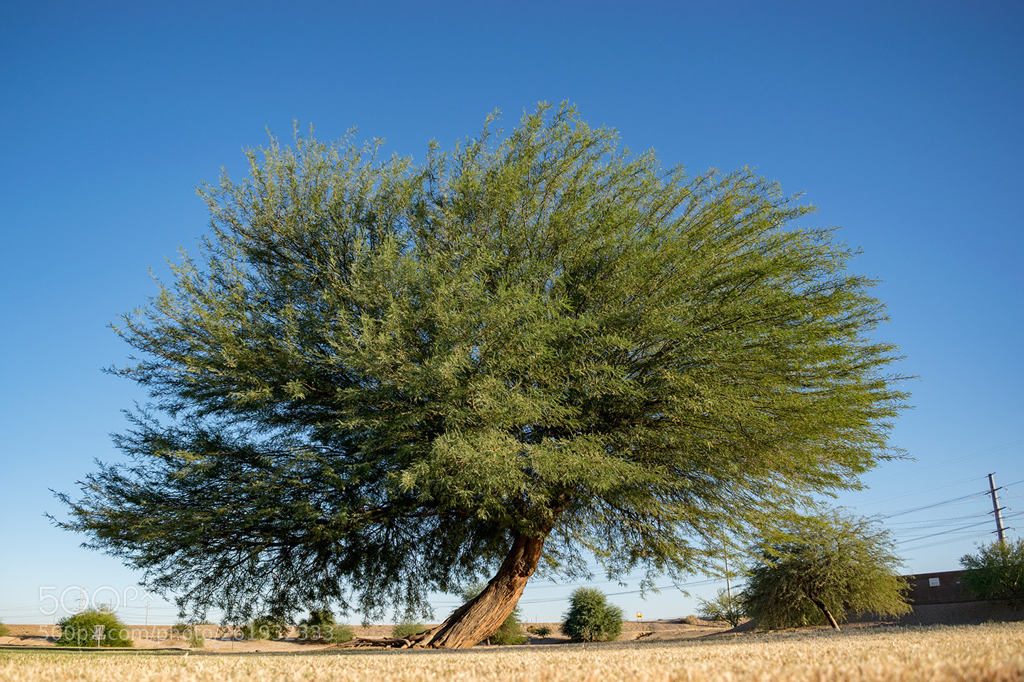 Nikon D5300 sample photo. Suburban tree photography