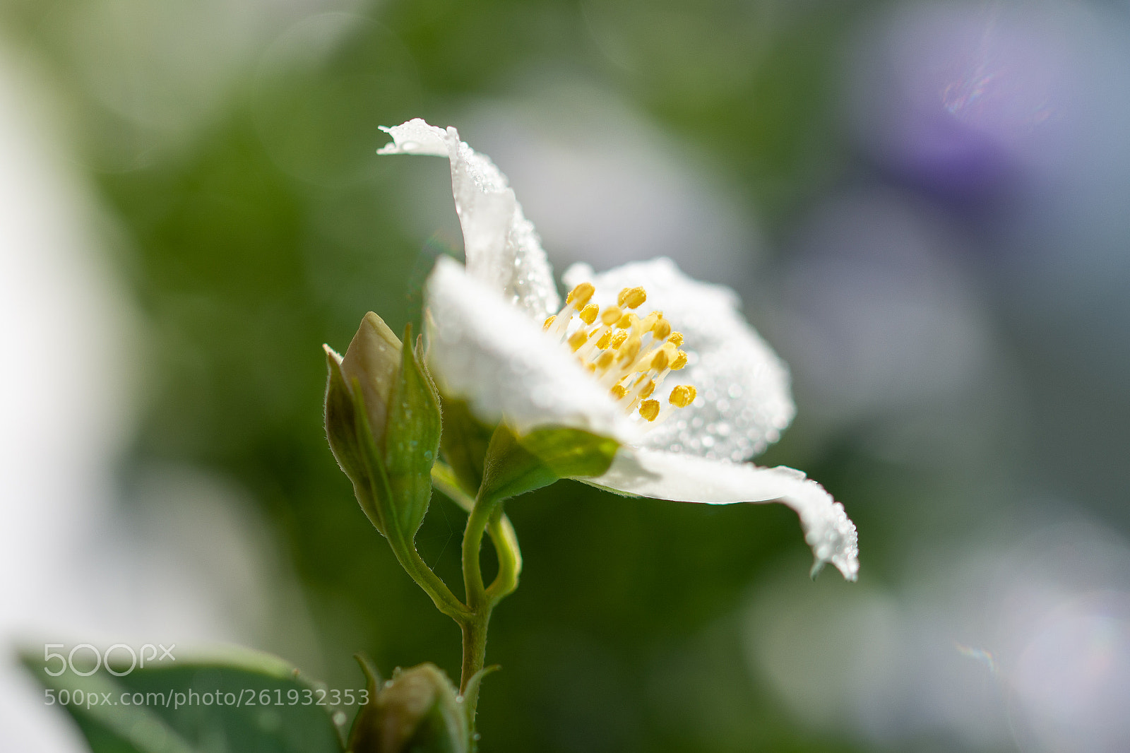 Nikon D7100 sample photo. Flower photography