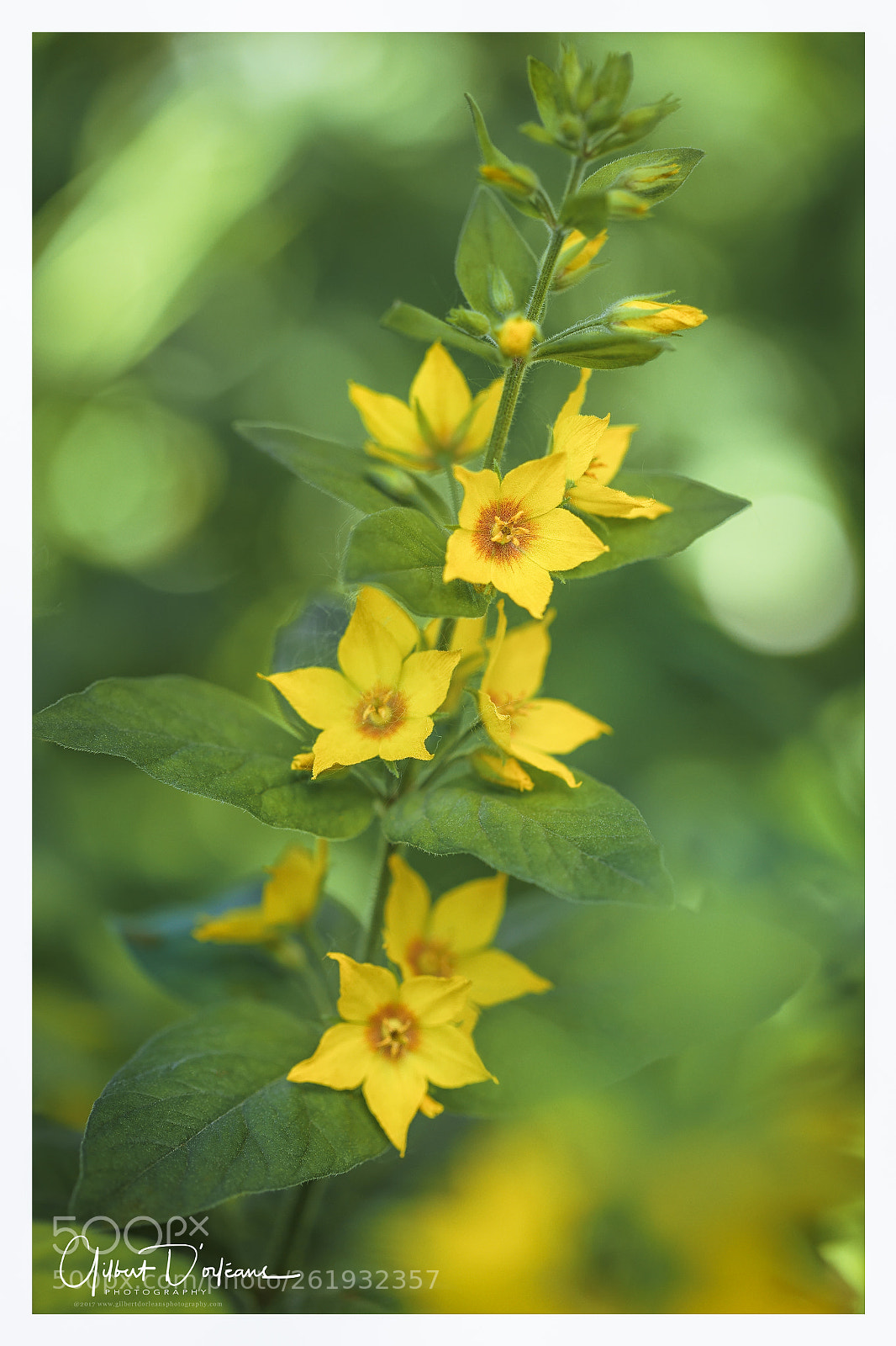 Canon EOS 6D sample photo. Beautiful flower photography