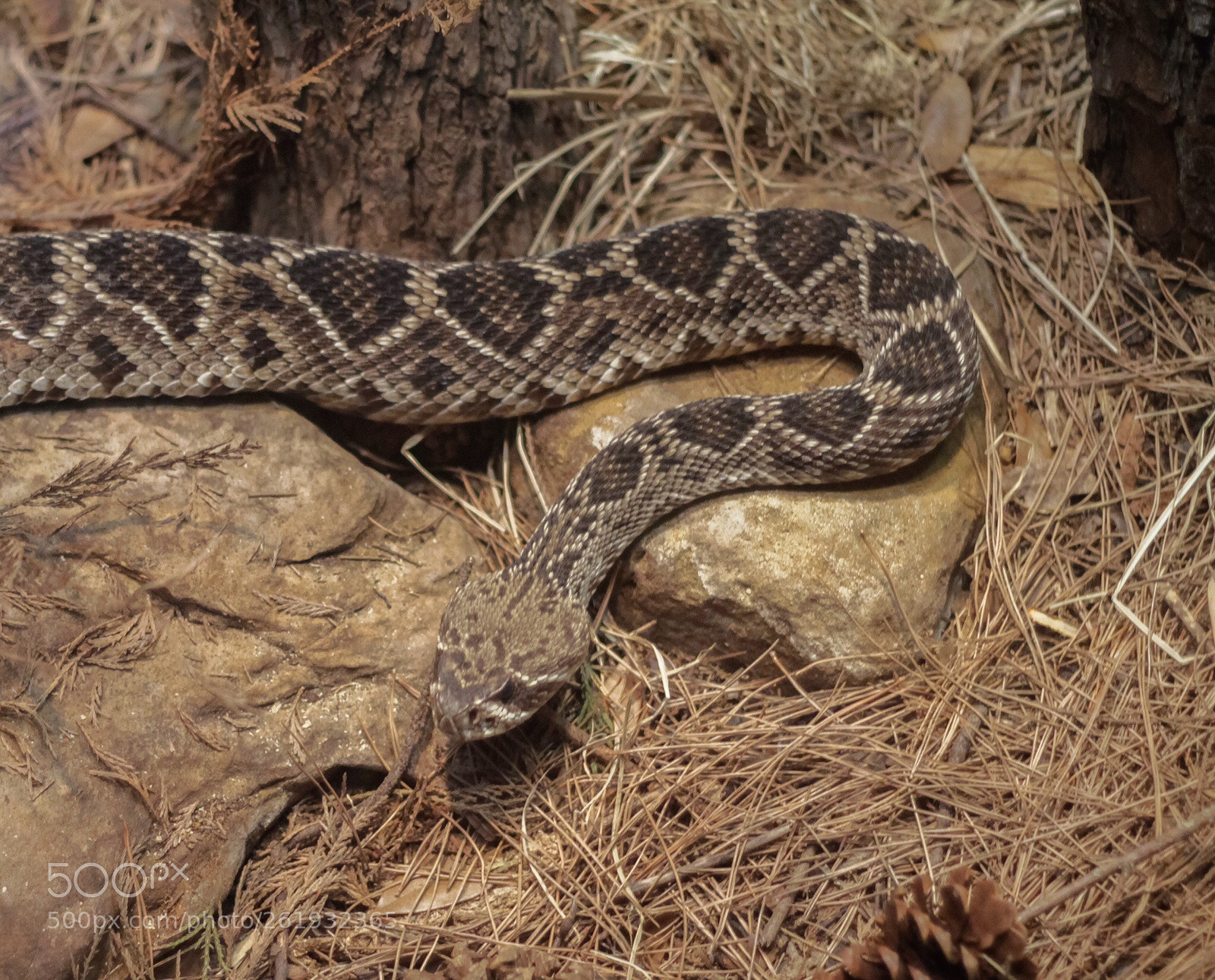 Canon EOS 1100D (EOS Rebel T3 / EOS Kiss X50) sample photo. Snake photography