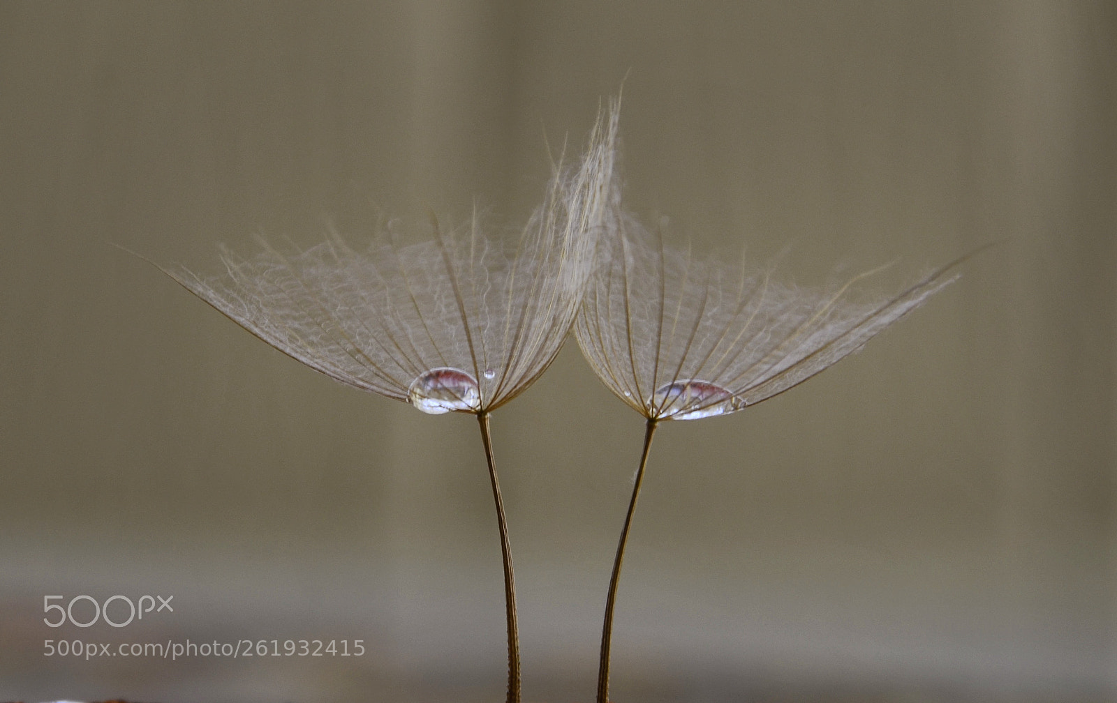 Nikon D7000 sample photo. Dandelion art photography