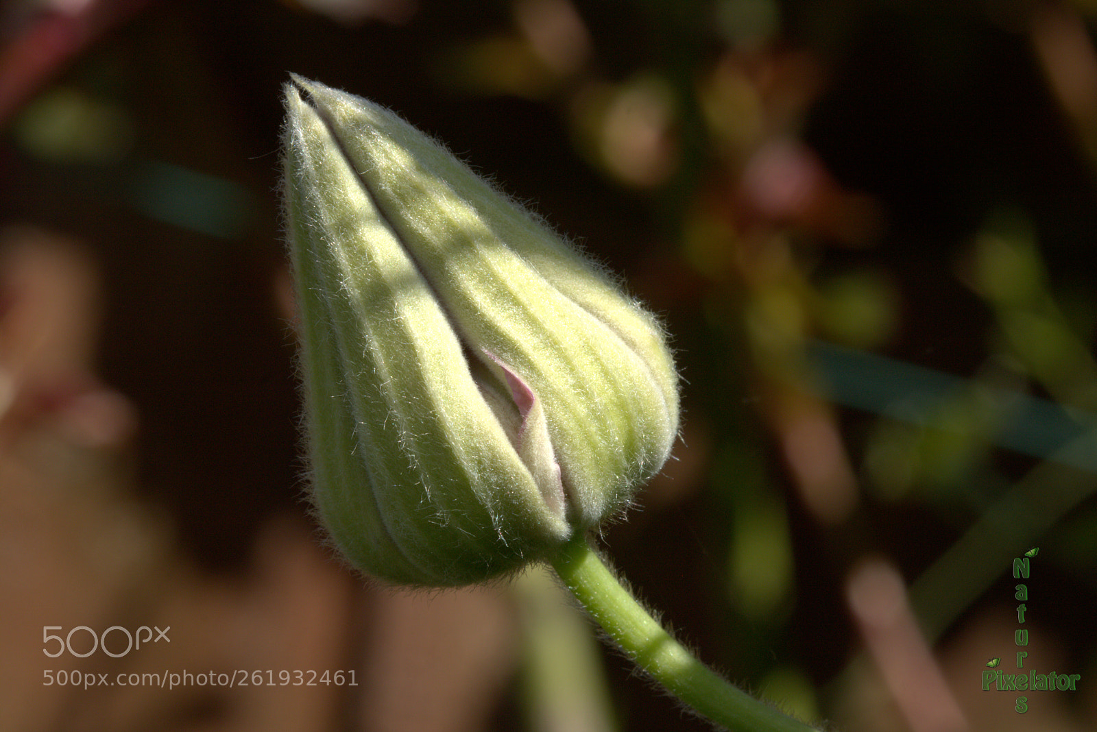 Canon EOS 750D (EOS Rebel T6i / EOS Kiss X8i) sample photo. Let's have a look photography