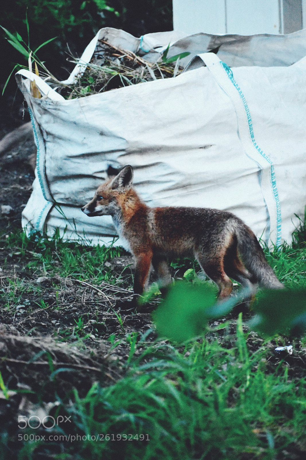 Nikon D5600 sample photo. Stadtfuchs photography