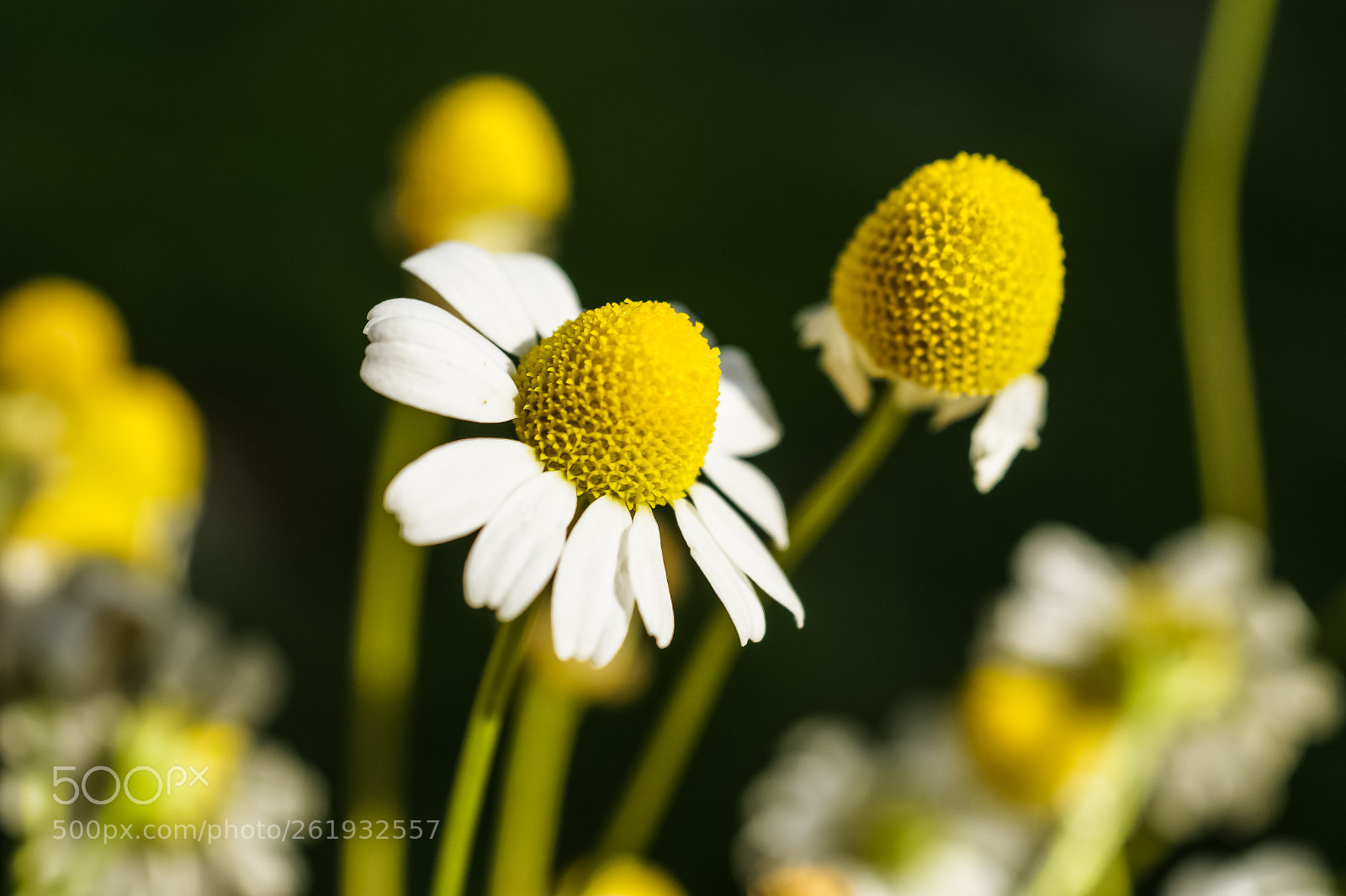 Sony SLT-A58 sample photo. *** chamomile *** photography