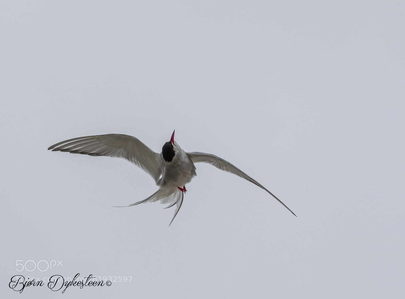 Canon EOS-1D X Mark II sample photo. Air acrobat photography