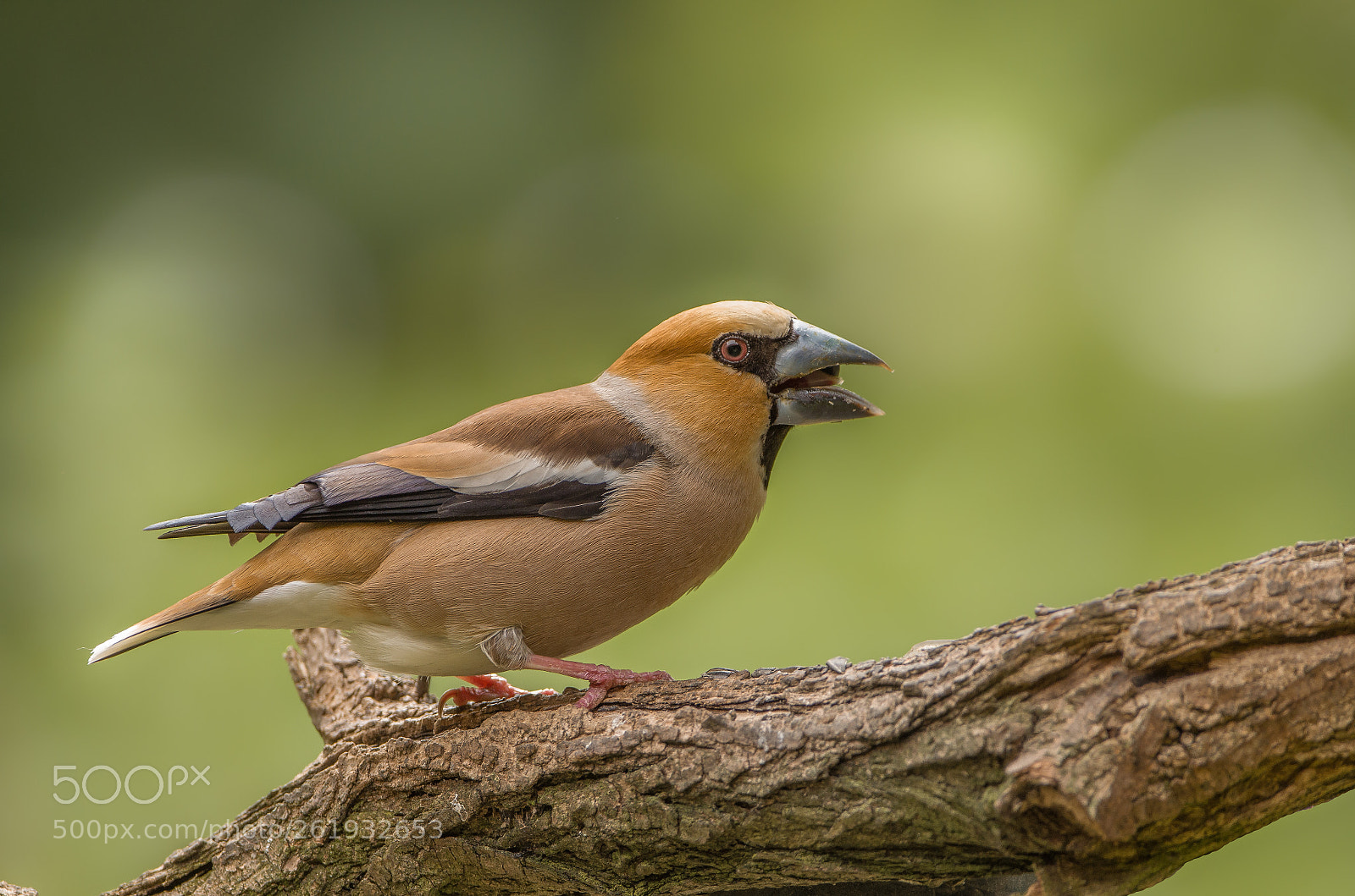 Nikon D5100 sample photo. Hawfinch photography