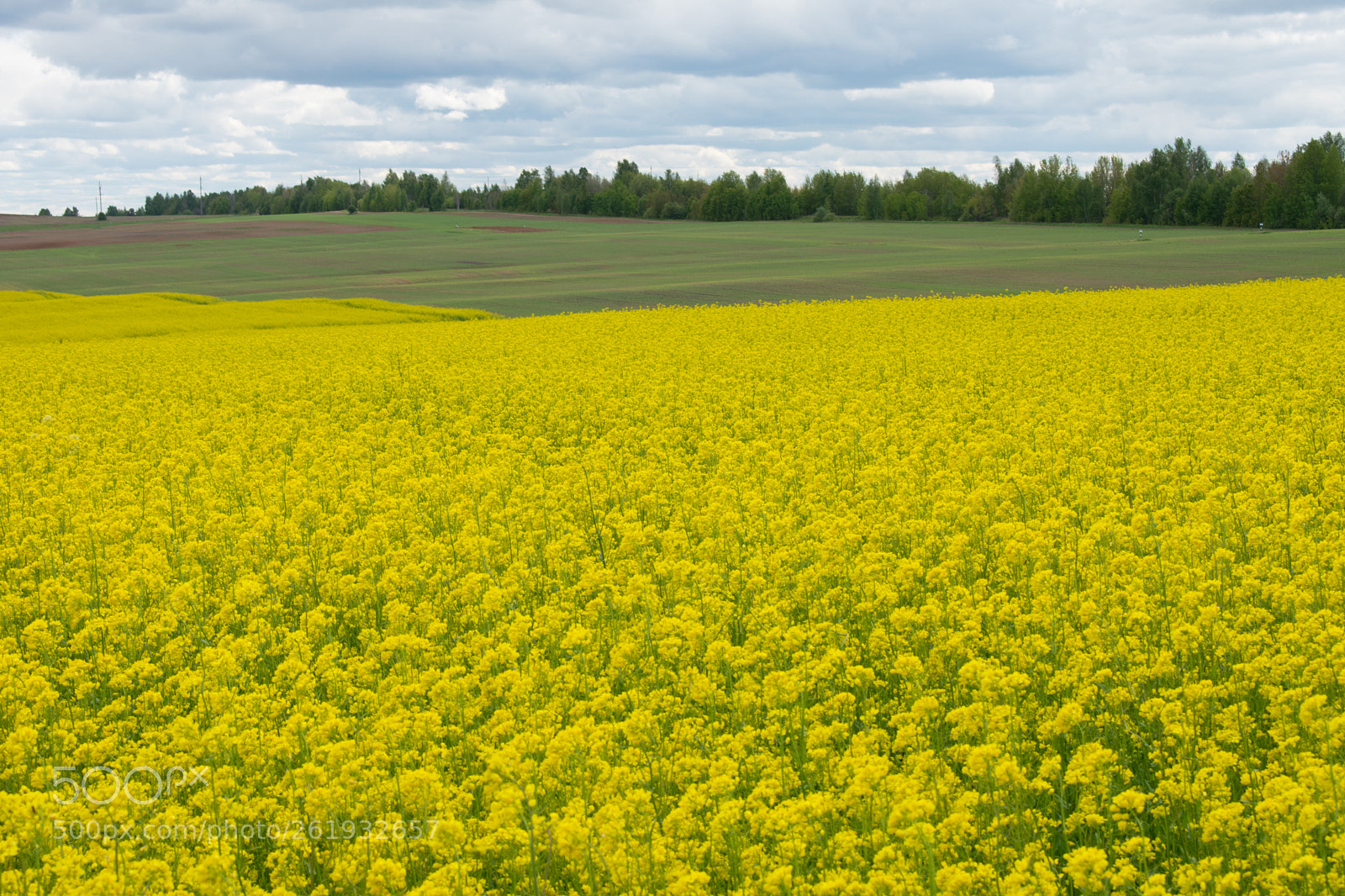Nikon D3400 sample photo. Yellow field photography