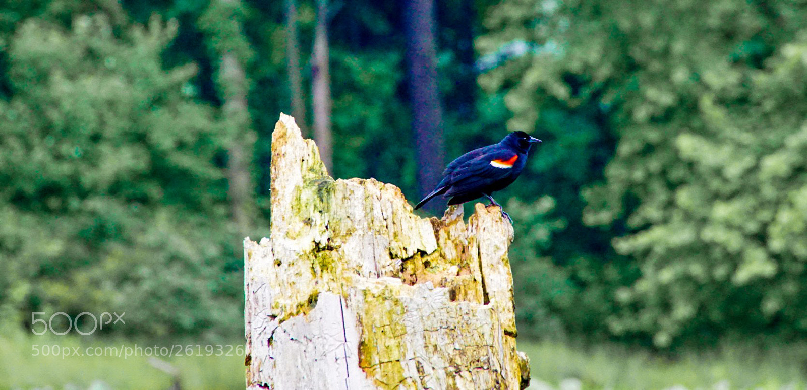Sony a6000 sample photo. Blackbird on the tall photography