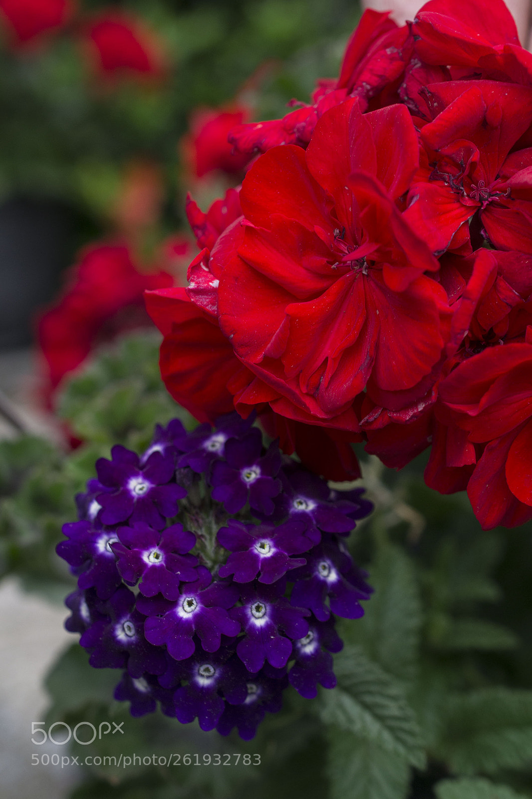 Nikon D3100 sample photo. Macro close-up photography