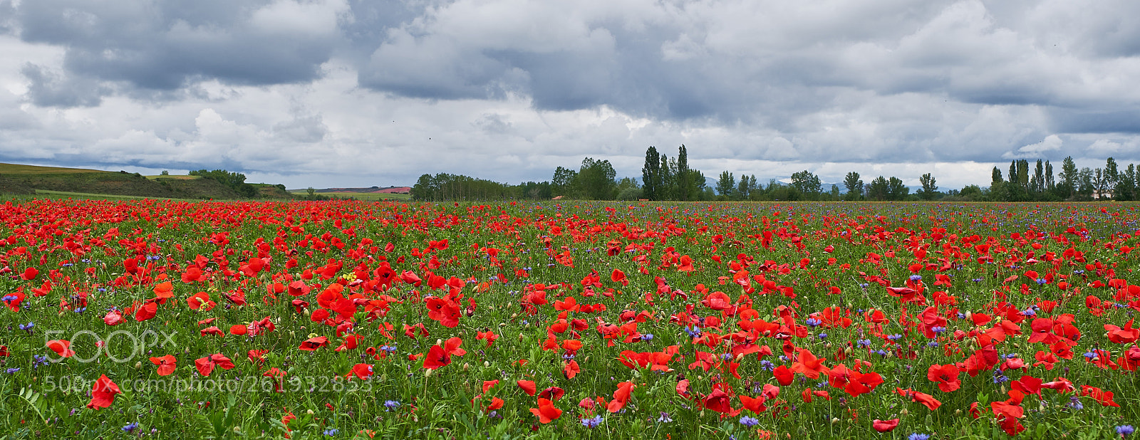 Fujifilm X-T2 sample photo. Amapolas photography