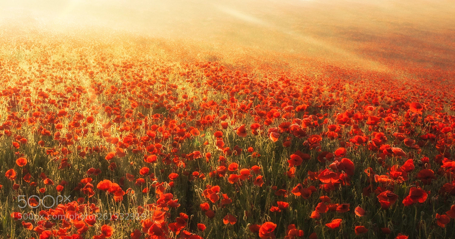 Sony Alpha DSLR-A900 sample photo. Red field photography