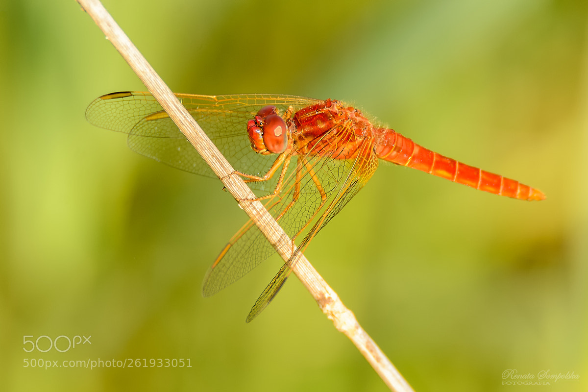 Nikon D7100 sample photo. Szafranka czerwona (crocothemis erythraea) photography