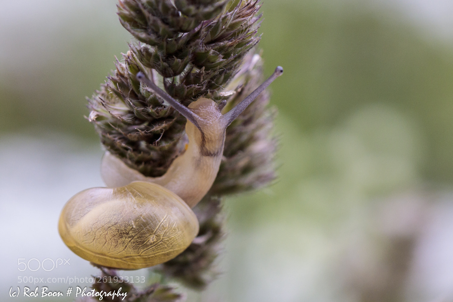 Canon EOS 5DS sample photo. Snail 1 photography