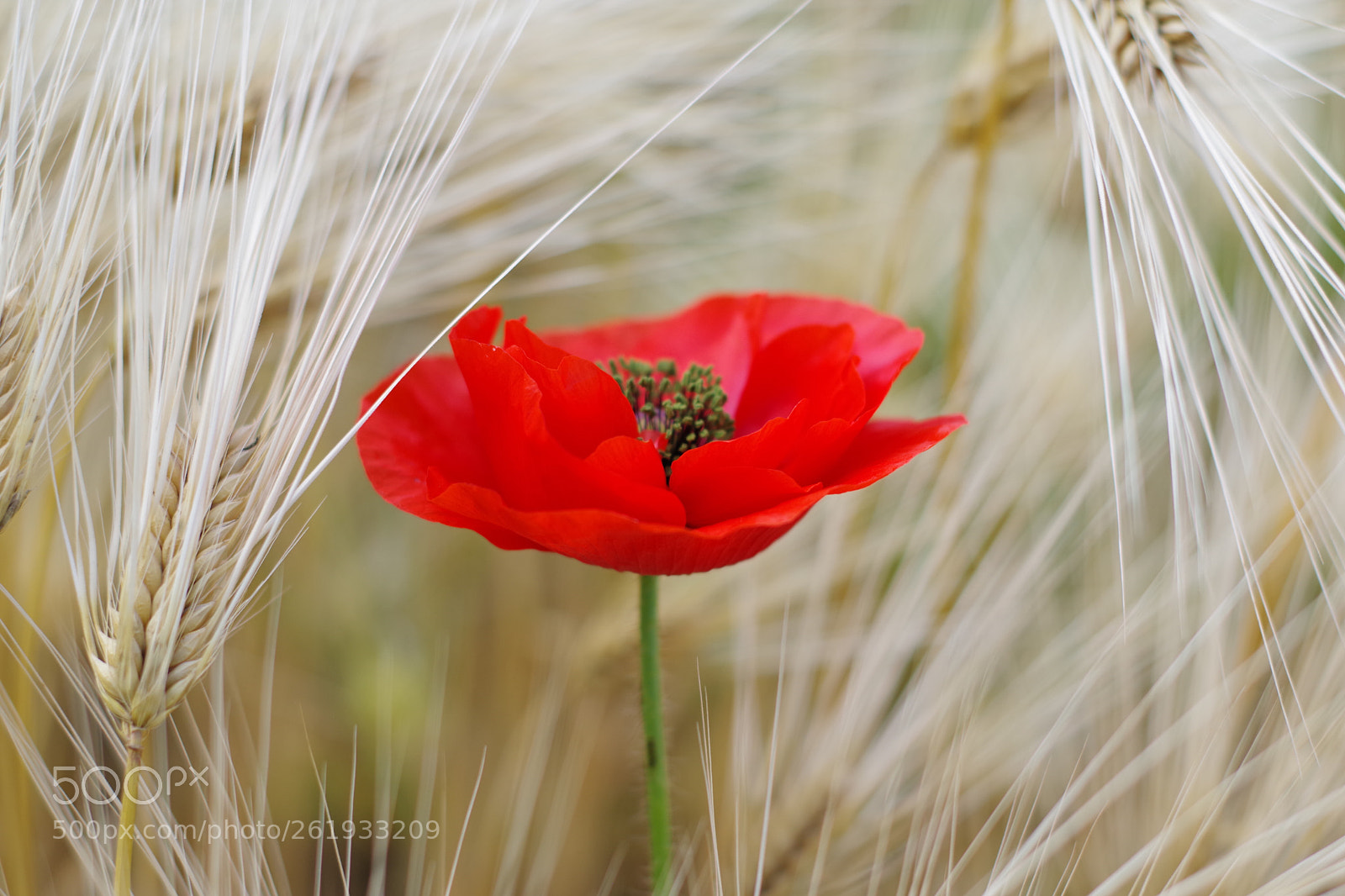 Pentax K-70 sample photo. Untitled photography