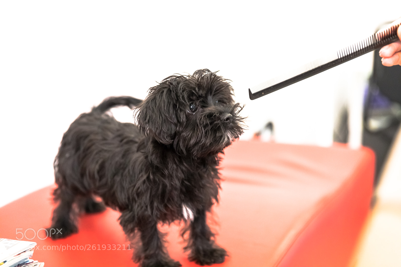 Canon EOS 5D Mark IV sample photo. Maltese black dog photography