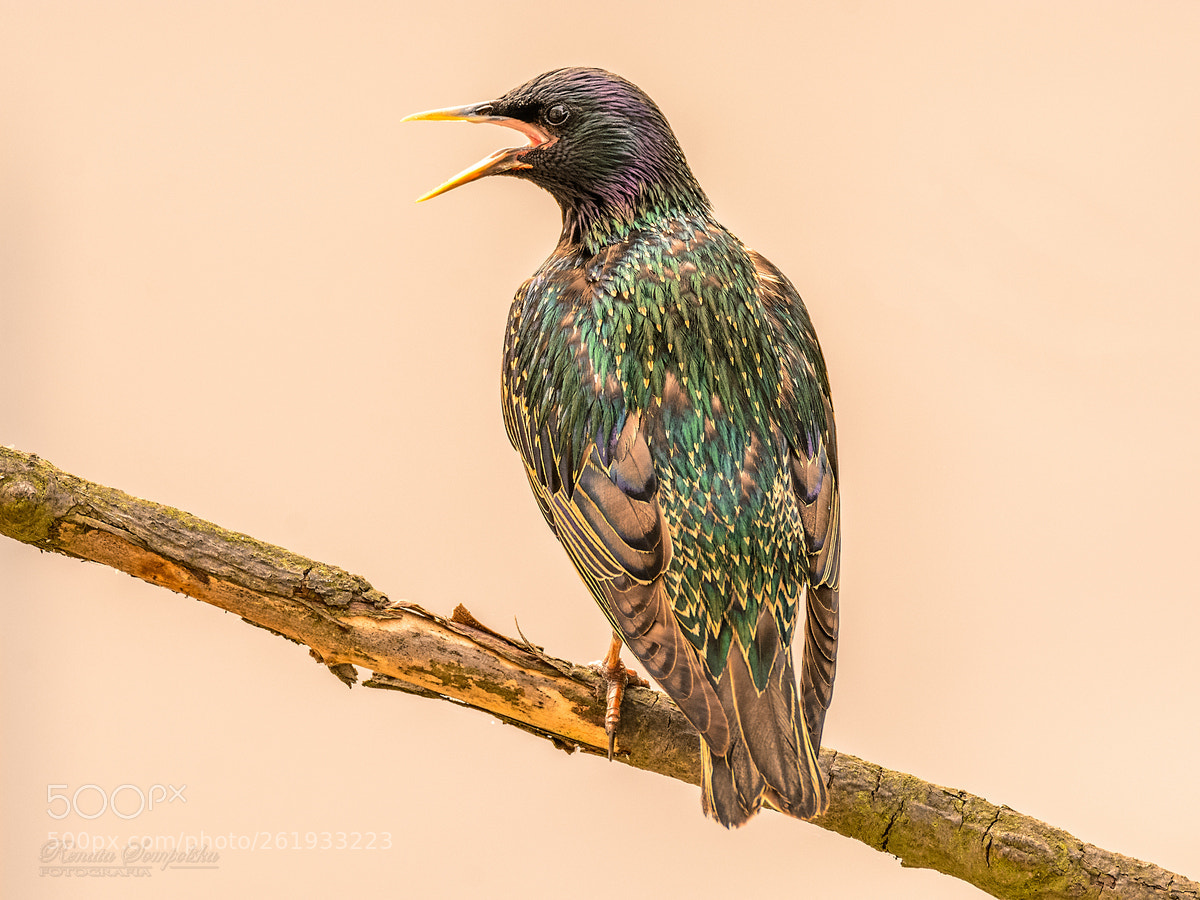 Nikon D7100 sample photo. Szpak (sturnus vulgaris) photography