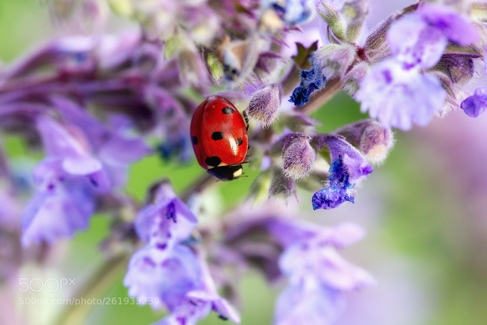 Canon EOS 6D sample photo. Ladybird photography