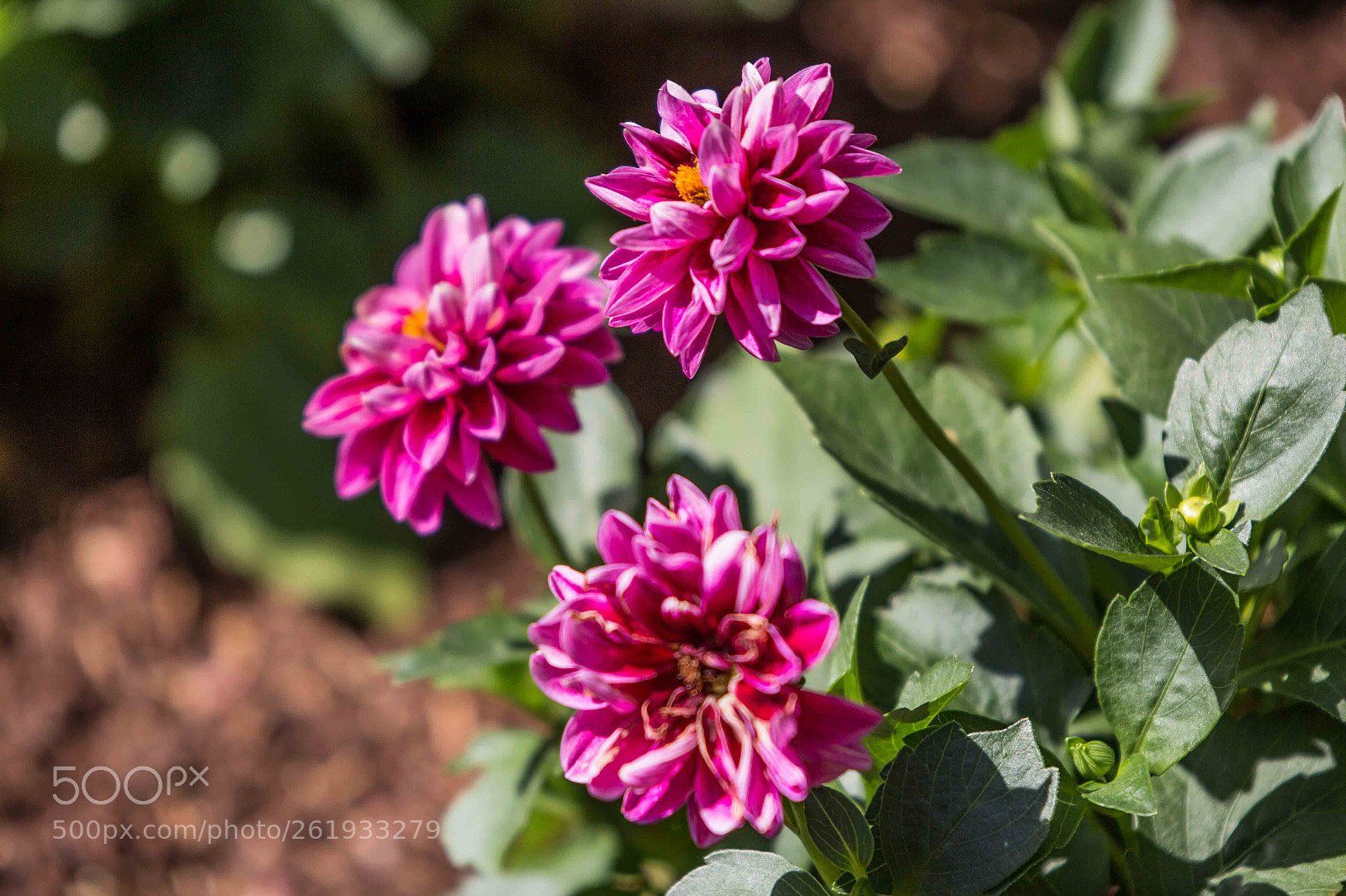 Canon EOS 600D (Rebel EOS T3i / EOS Kiss X5) sample photo. June blossom photography