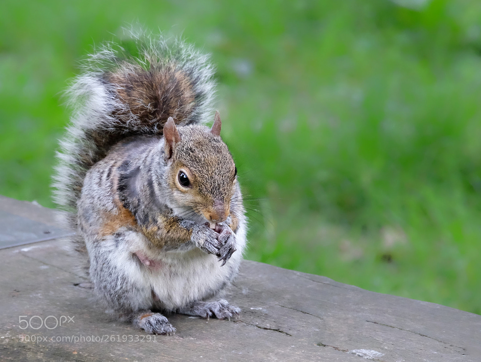 Fujifilm X-T1 sample photo. A grey squirrel in photography