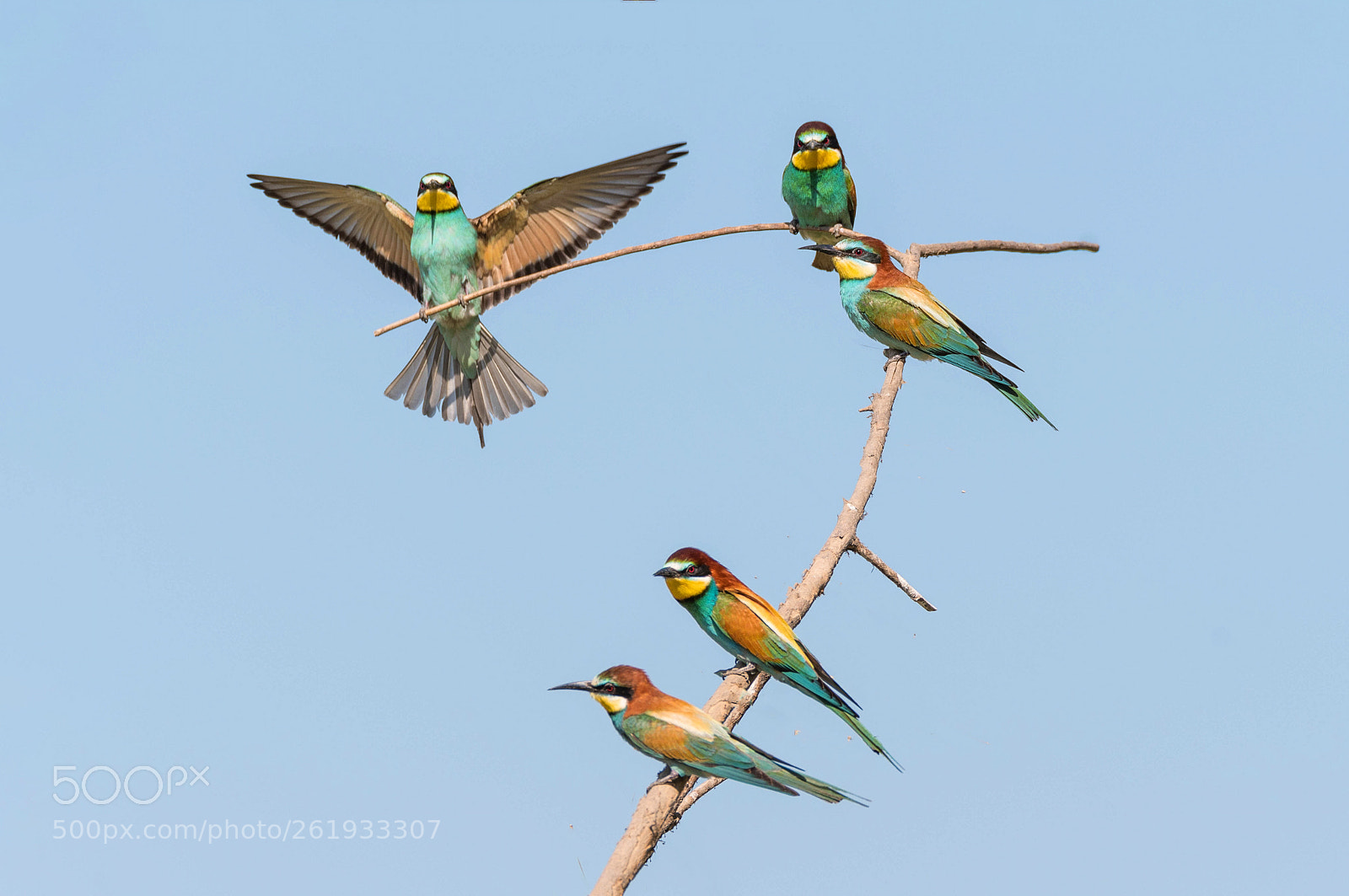 Nikon D500 sample photo. Five bee-eaters photography