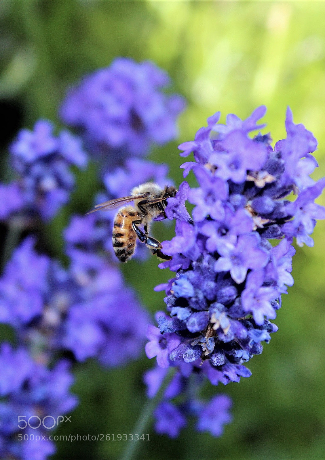 Canon EOS 600D (Rebel EOS T3i / EOS Kiss X5) sample photo. Canadian bee photography