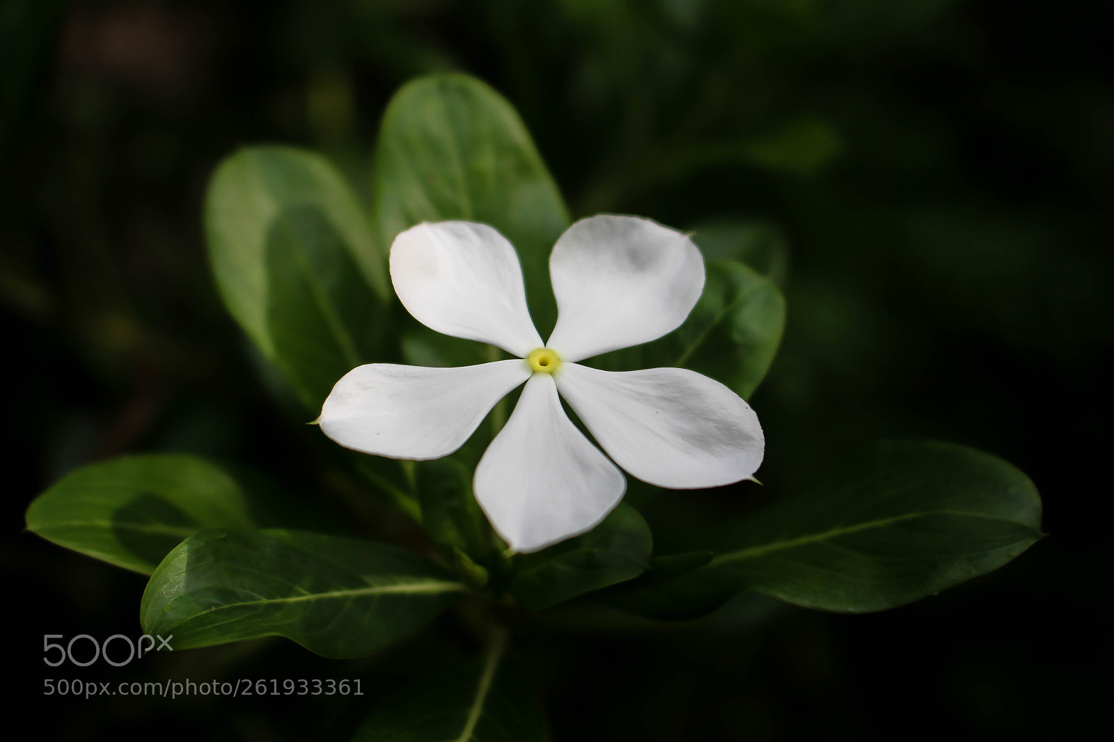 Canon EOS 650D (EOS Rebel T4i / EOS Kiss X6i) sample photo. Madagascar periwinkle.jpg photography