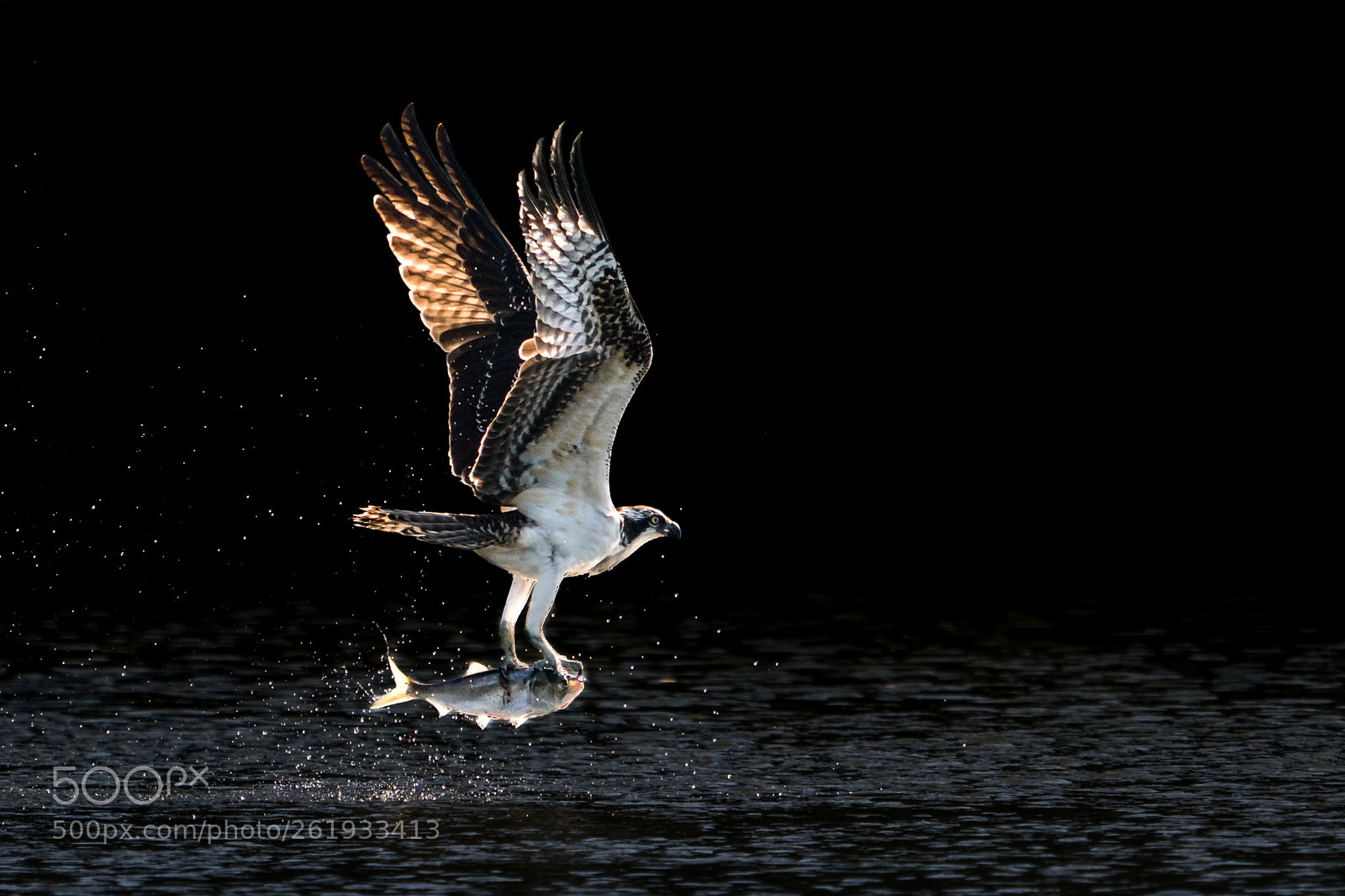 Sony a9 sample photo. Osprey takeoff v photography