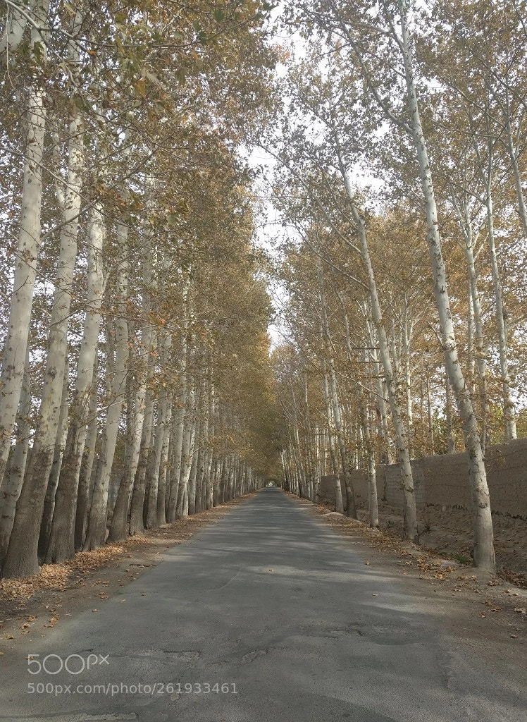 LG Nexus 5X sample photo. Autumn photography