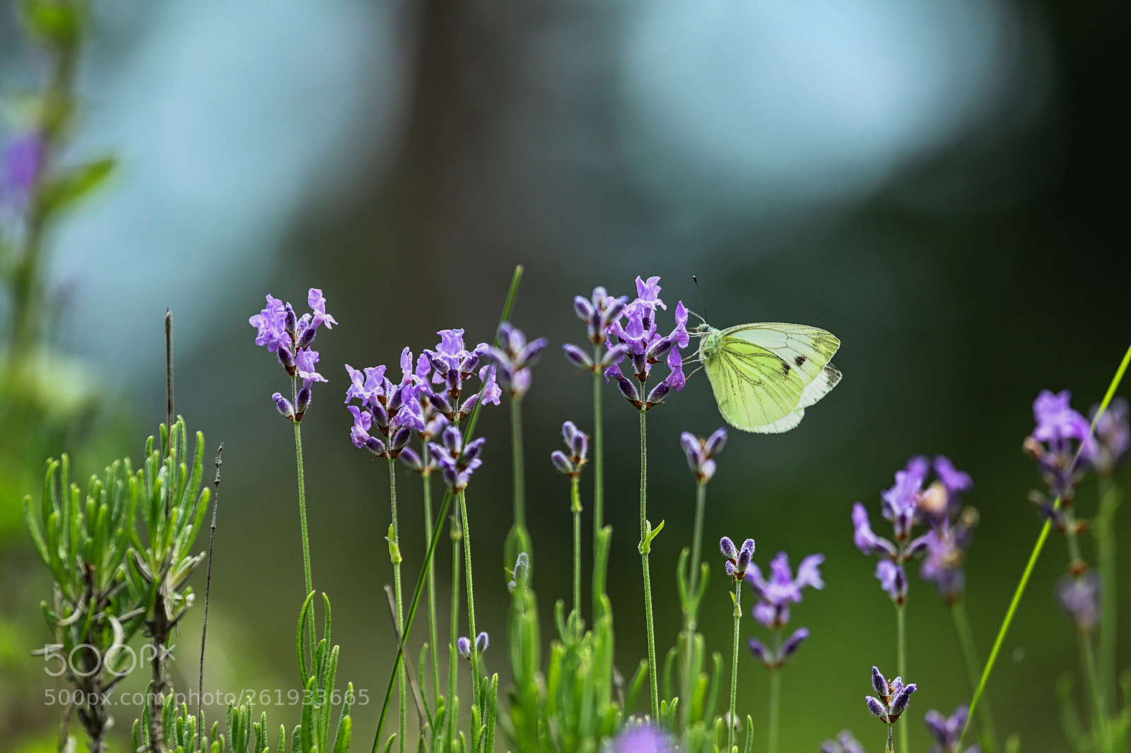 Canon EOS 6D Mark II sample photo. Butterfly 3 photography